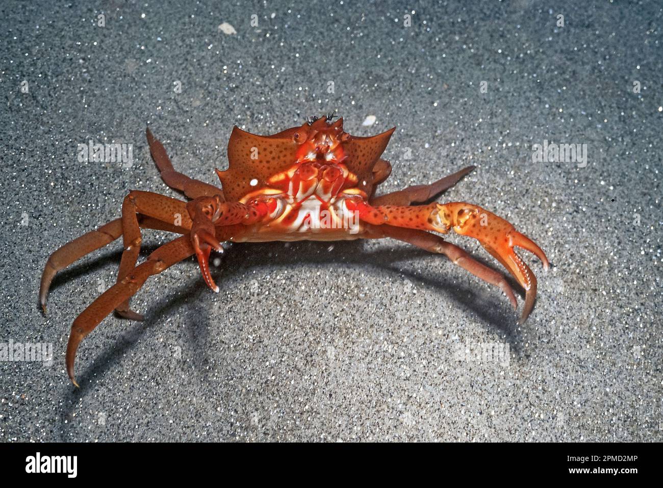 Seetang Crab, Pugettia producta, La Jolla, Kalifornien, USA, Ostpazifik Stockfoto