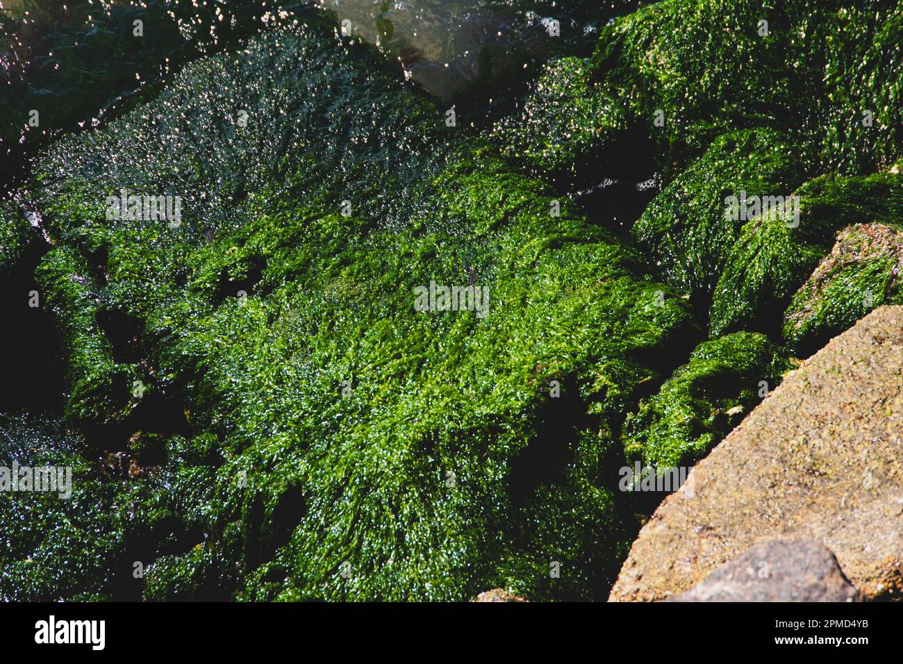 Aus nächster Nähe sehen Sie algenbedeckte Felsen in der Nähe des Wasserrands. Stockfoto