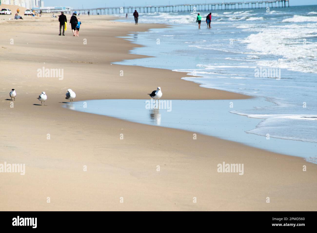 Eine Gruppe von Tern und Seagullen an der Küste mit Menschen, die im Hintergrund am Strand spazieren. Stockfoto