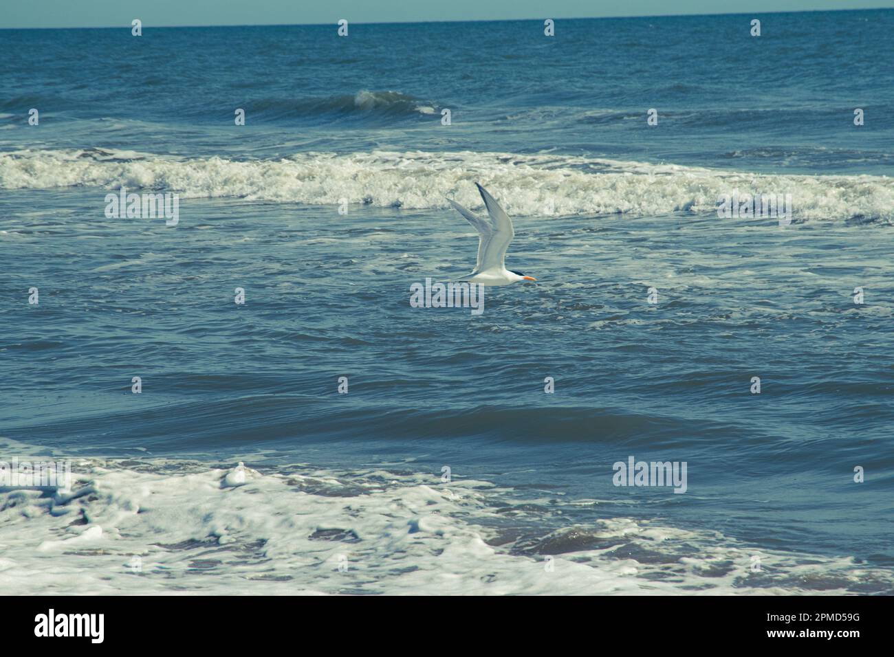 Eine Gruppe von Vögeln, die am Ufer von Virginia Beach fliegen. Stockfoto
