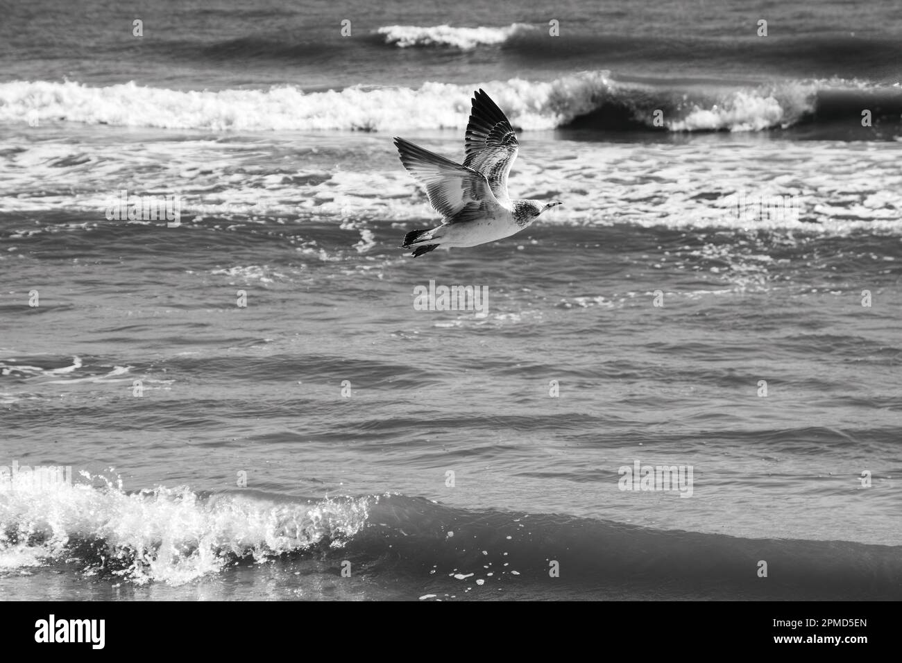 Schwarzweißbild eines Vogels im Flug mit den Meereswellen im Hintergrund. Stockfoto