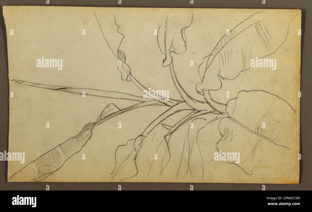 Zeichnung, Botanische Skizzen, Ecuador oder Kolumbien; Verso: Botanische Skizzen; Frederic Edwin Church (amerikanisch, 1826–1900); USA; Graphit auf weißem gewebtem Papier; Blatt: 10,8 x 18,1 cm (4 1/4 x 7 1/8 Zoll) Matte: 10,8 x 18,1 cm (4 1/4 x 7 1/8 Zoll) Rahmen H x B x T: 60,3 x 44,8 x 2,5 cm (23 3/4 x 17 5/8 x 1 Zoll) Stockfoto