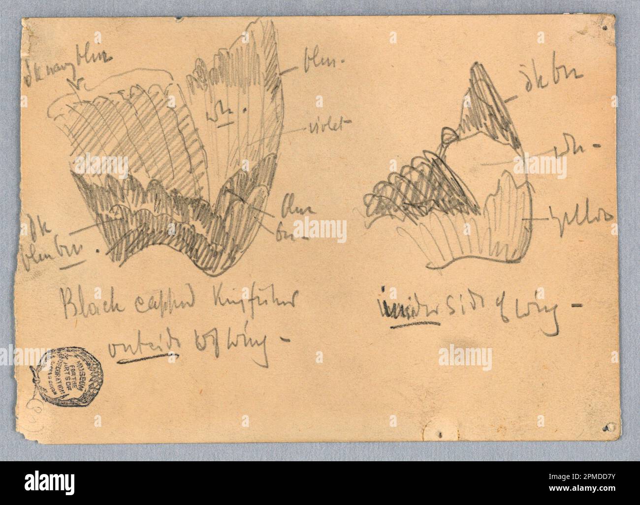 Zeichnung, Flügel eines Kingfisher mit schwarzer Kappe; Francis Augustus Lathrop (amerikanisch, 1849 - 1909); USA; Graphit auf Papier; 11,2 x 15,7 cm (4 7/16 x 6 3/16 Zoll); 1914-38-212 Stockfoto