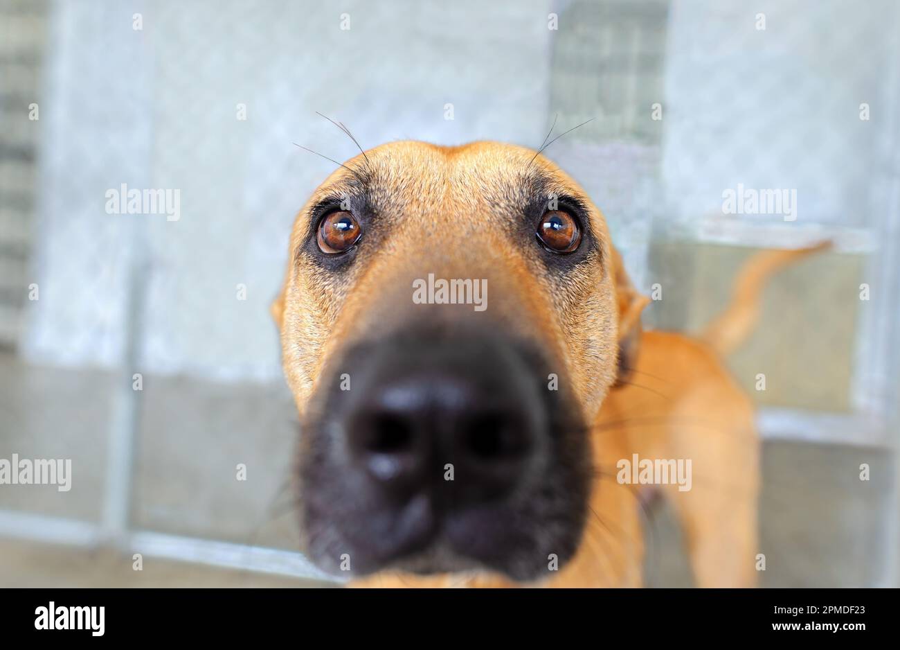 Eine Nahaufnahme Eines lustigen Hundes mit Augen, die direkt in die Kamera schauen Stockfoto