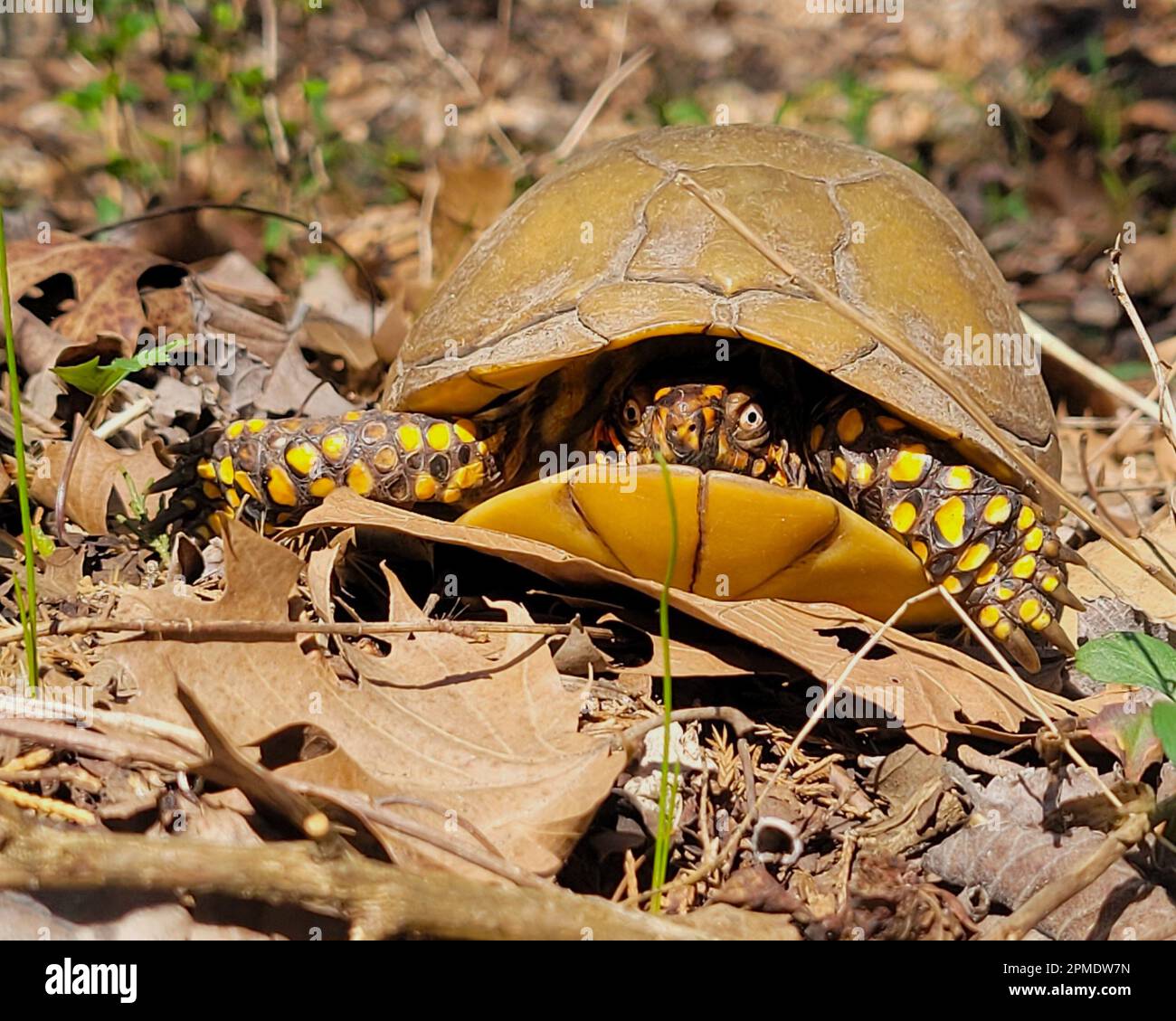 Eine dreizehige Kastenschildkröte (Terrapene Carolina Triunguis) schaut aus seinem Panzer. Der Name des State Reptile of Missouri ist auf 3 Zehen an den Hinterfüßen zurückzuführen. Stockfoto