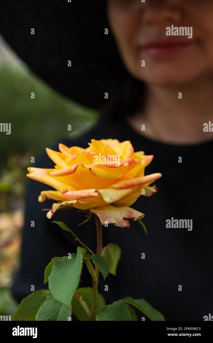 Gelbe Rose auf dem Hintergrund eines verschwommenen Bildes einer Frau mit Hut, selektiver Fokus. Stockfoto