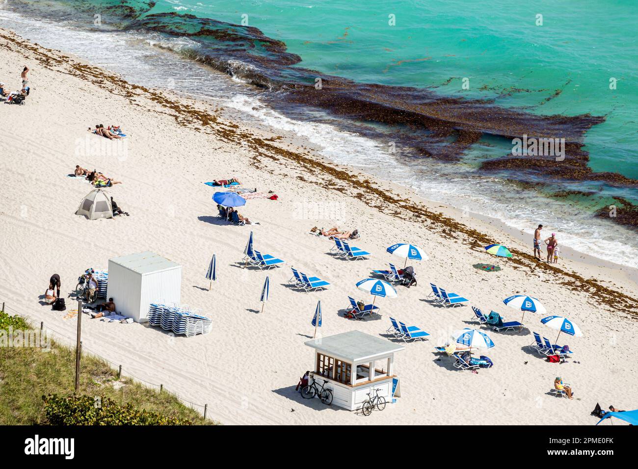 Miami Beach Florida, Atlantikküste Seetang Sargassum Makroalgen Trümmer schwimmendes Wasser ankommt, öffentlicher Strand Sandbaden Sonnenbaden Stockfoto