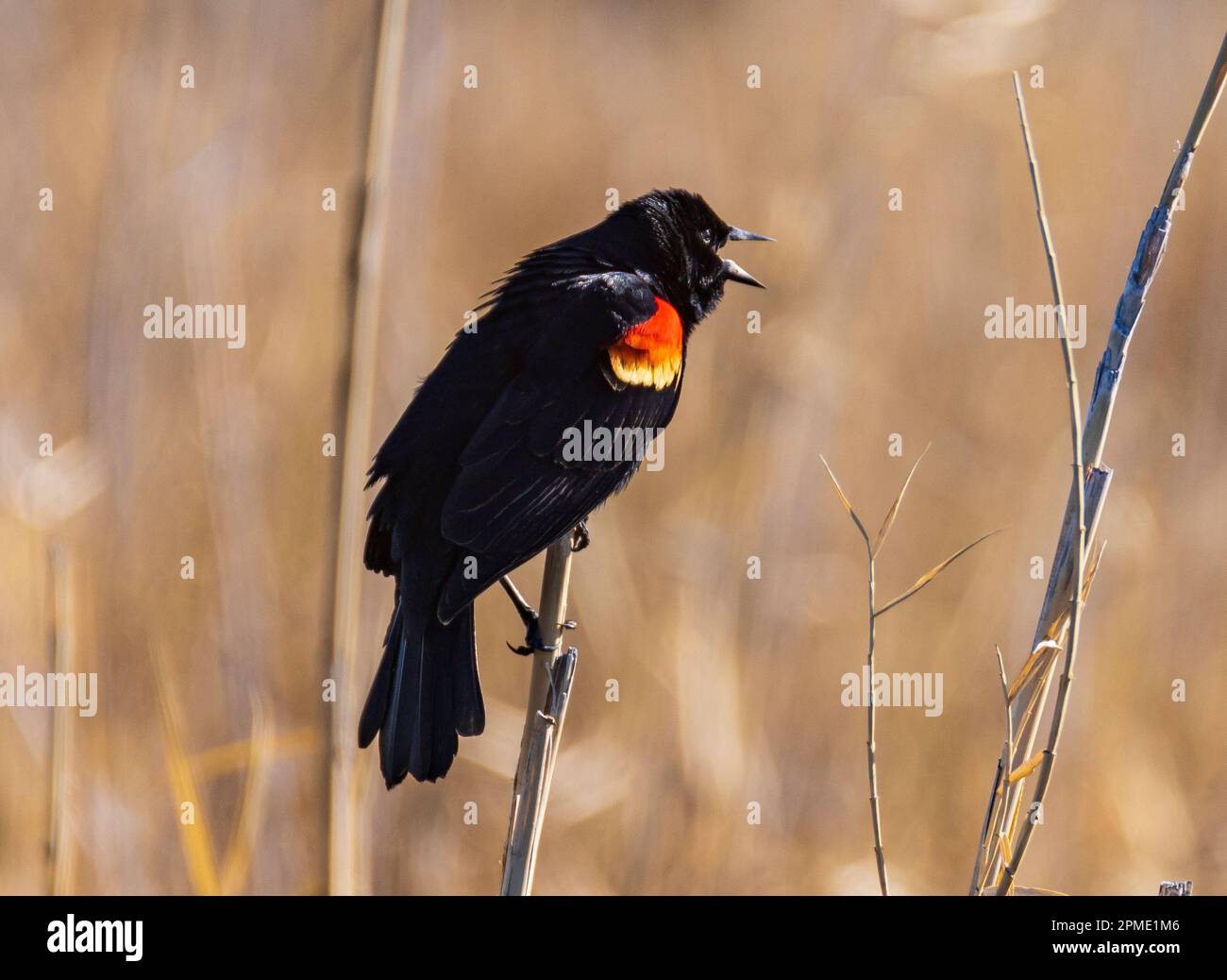 Im Bear River Migratory Bird Refuge, Brigham City, Utah, USA, singt ein männlicher Rotflügelschwarzer (Agelaius phoeniceus) sein Lied in einem Cattail Sumsh. Stockfoto