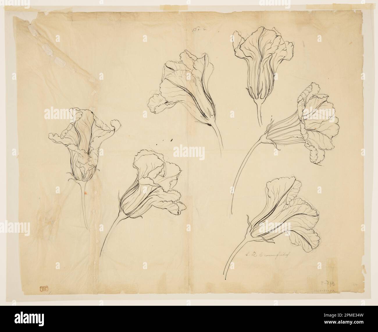 Zeichnen, Studium der Kürbis- oder Kürbisblüte; Sophia L. Crownfield (amerikanisch, 1862–1929); USA; Graphit, Stift und Tinte auf abgelegtem Malpapier; 48,3 x 59,2 cm (19 x 23 5/16 Zoll) Matte: 55,9 x 71,1 cm (22 x 28 Zoll) Stockfoto