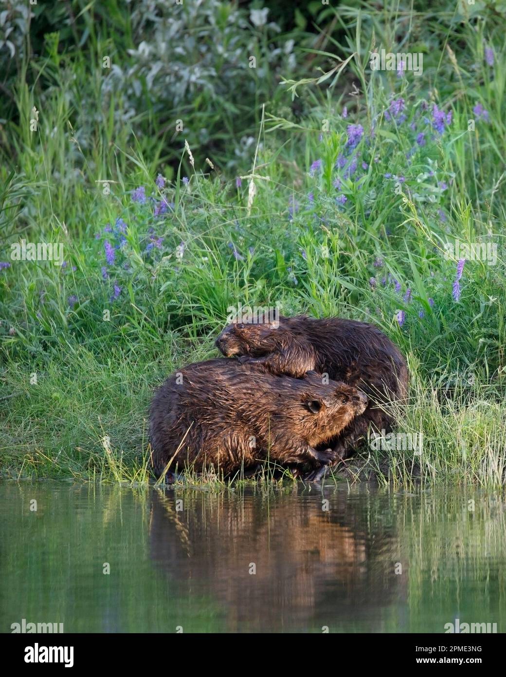 Zwei Biber, die sich gegenseitig auf einer Wiese neben einem Teich im Fish Creek Provincial Park, Alberta, Kanada, pflegen. Castor canadensis. Stockfoto
