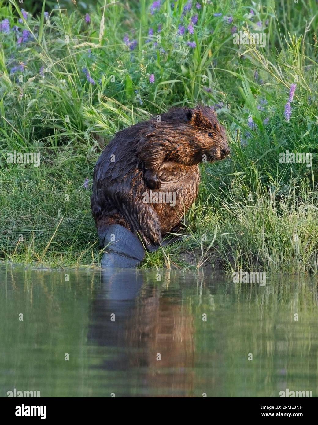 Ein Biber, der am Schwanz sitzt, am Wasserrand im Fish Creek Provincial Park, Alberta, Kanada. Castor canadensis. Stockfoto