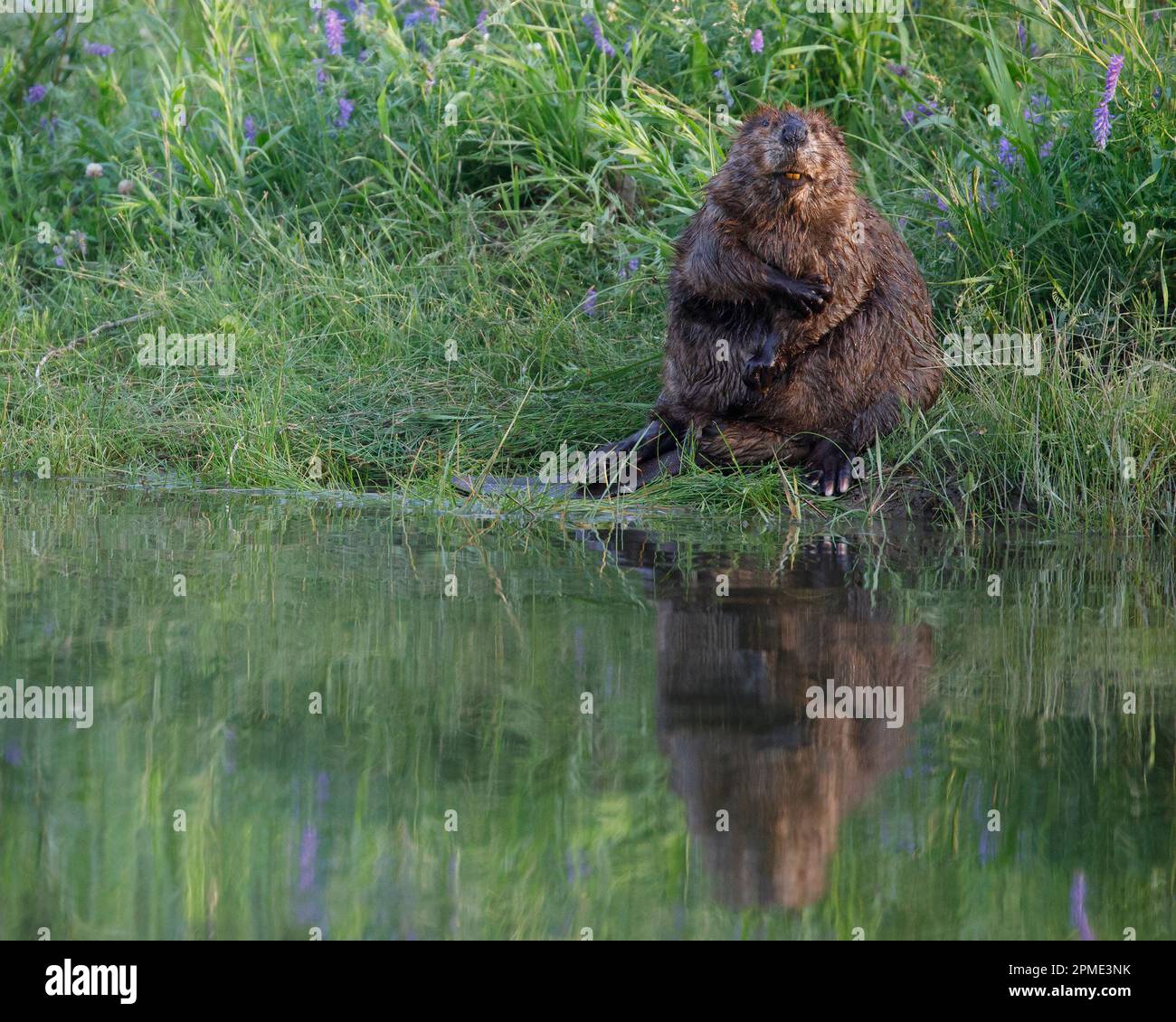Ein Biber, der sich im Fish Creek Provincial Park, Alberta, Kanada, im Gras am Rande eines Teiches pflegt, sich am Arm kratzt. Castor canadensis. Stockfoto
