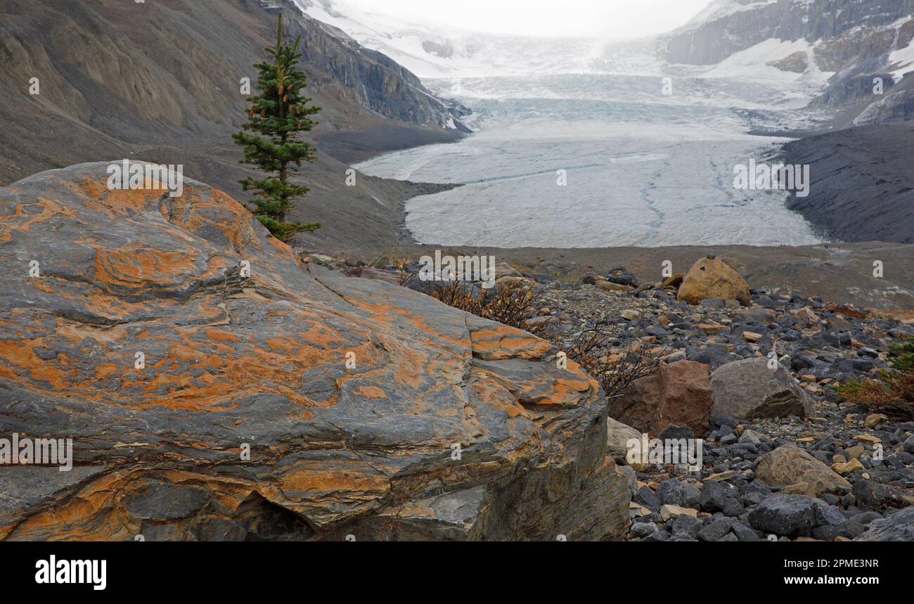 Tigerfelsen, Sedimentärschichten aus Orangendolomit und grauem Kalkstein in Morain, hinterlassen vom zurückziehenden Athabasca-Gletscher, Jasper-Nationalpark, Kanada Stockfoto