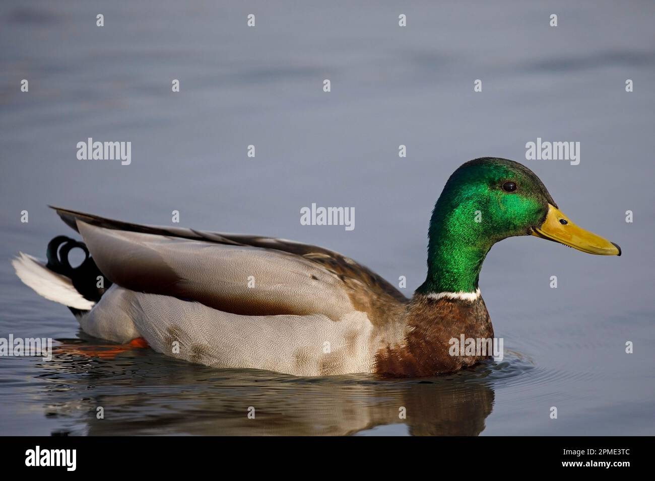 Männliche Stockente, die im Teich im Prince's Island Park, Kanada, schwimmt. Anas platyrhynchos Stockfoto