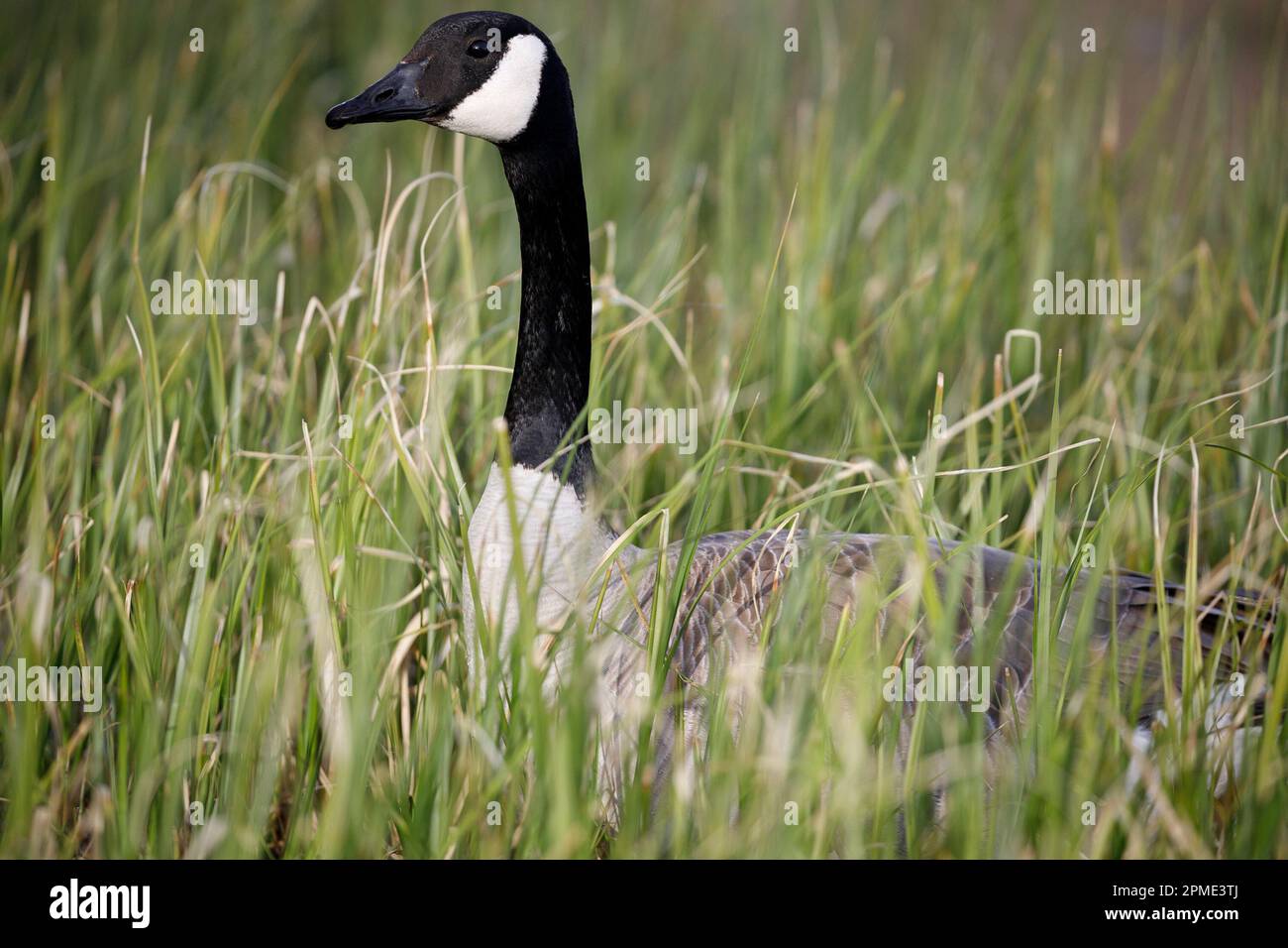 Nahaufnahme von Kopf und Hals im Gras. Branta canadensis Stockfoto