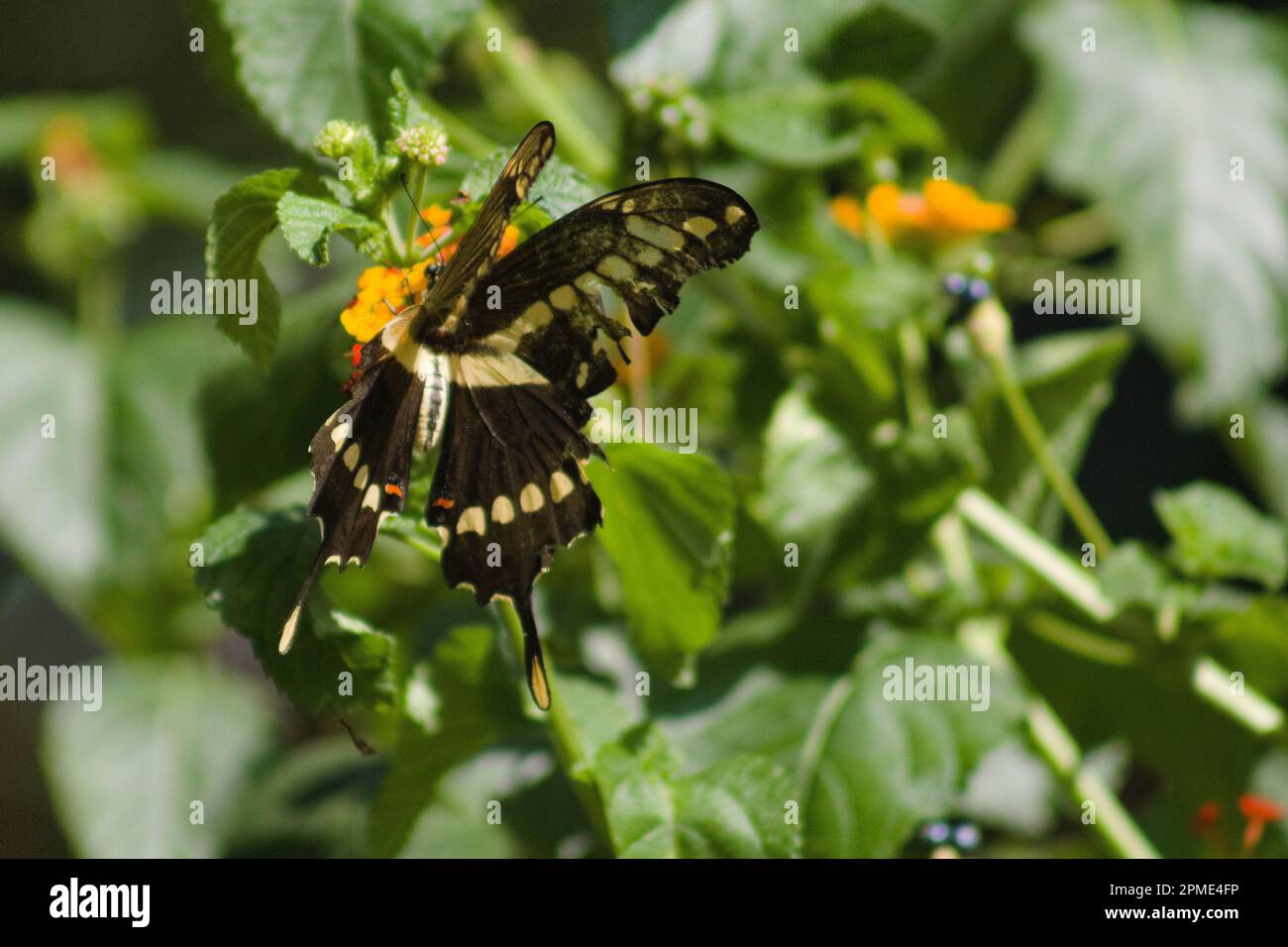 Mariposa Negra y Amarilla Stockfoto