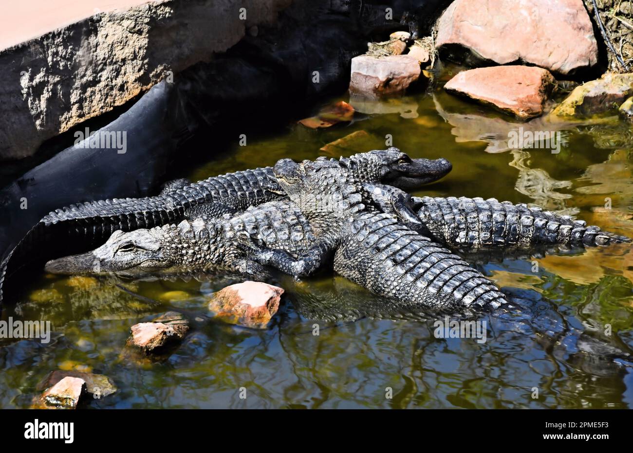 Ein paar texanische Alligatoren liegen zusammen im South Padre Island World Birding and Reptile Center in Texas USA. Stockfoto