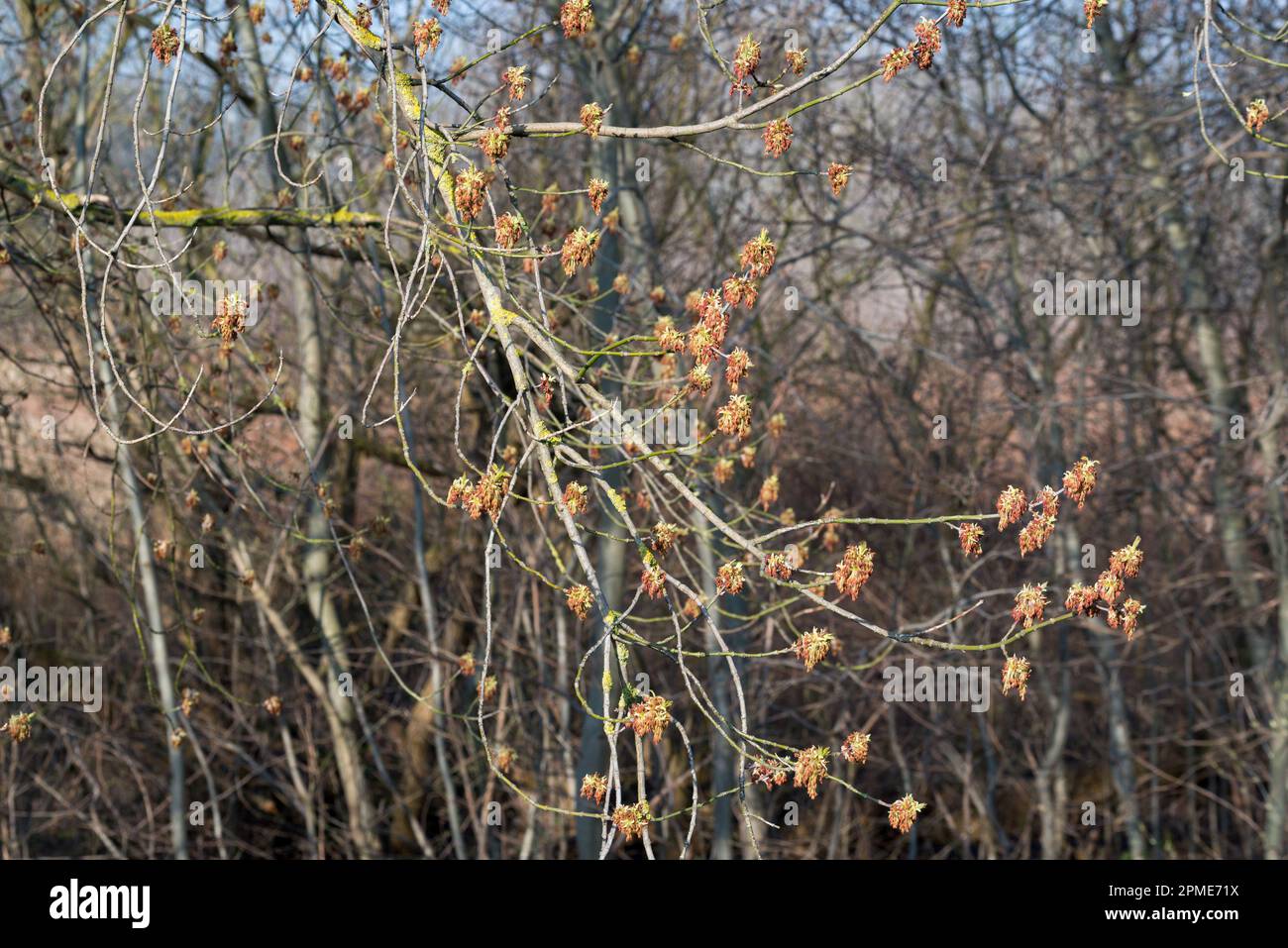 Acer Negundo, Box Ältere Frühlingsblumen, die selektive Fokussierung Stockfoto