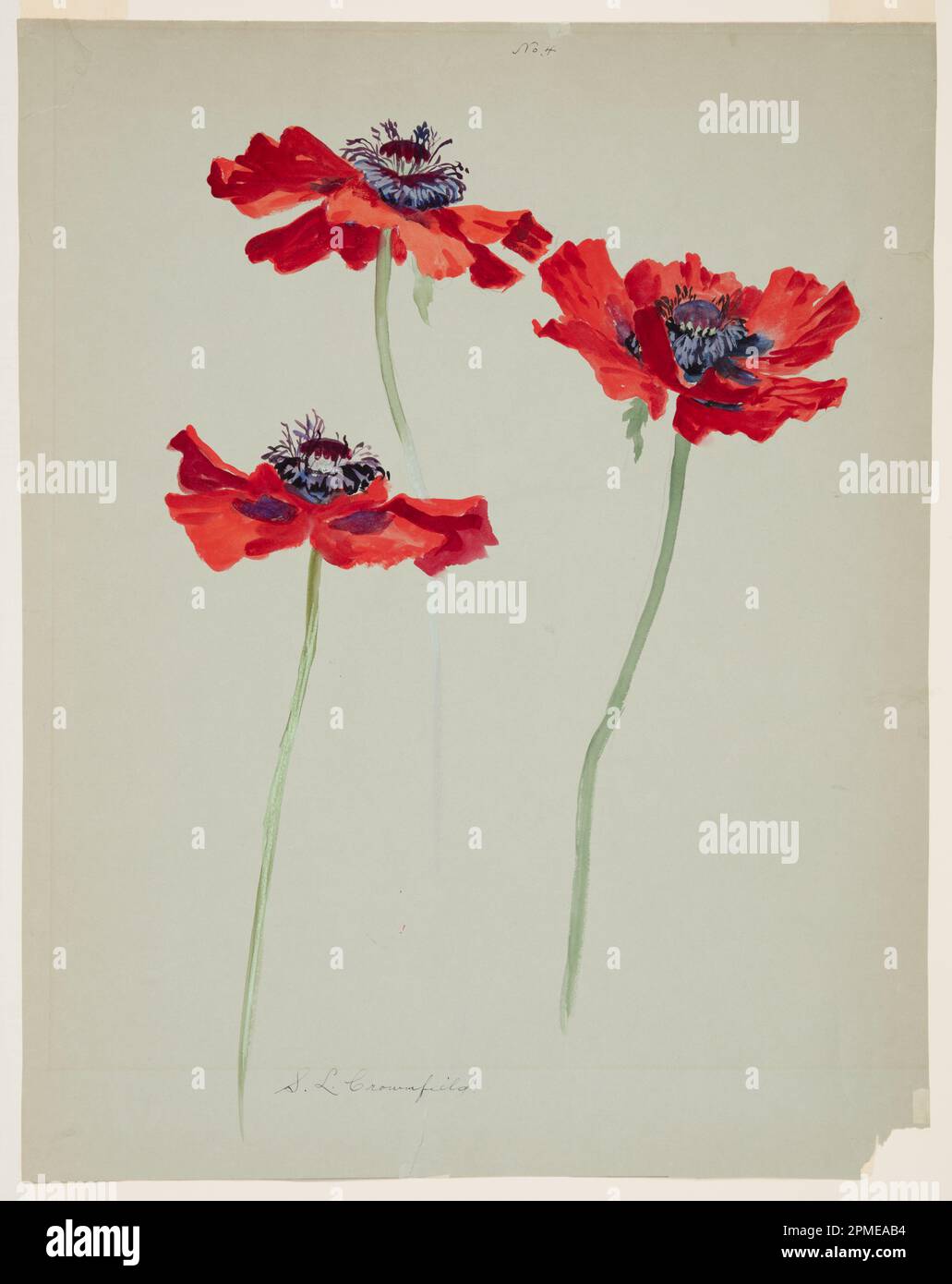 Drawing, Three Studies of Poppies; Sophia L. Crownfield (amerikanisch, 1862–1929); USA; Pinsel und Gouache auf grauem Papier Stockfoto