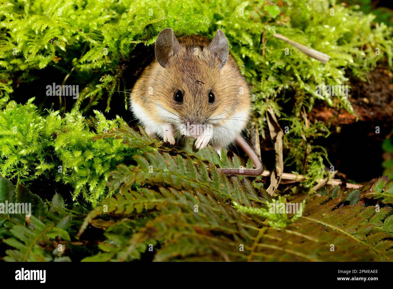 Nächtliche Holzmaus apodemus sylvaticus Stockfoto