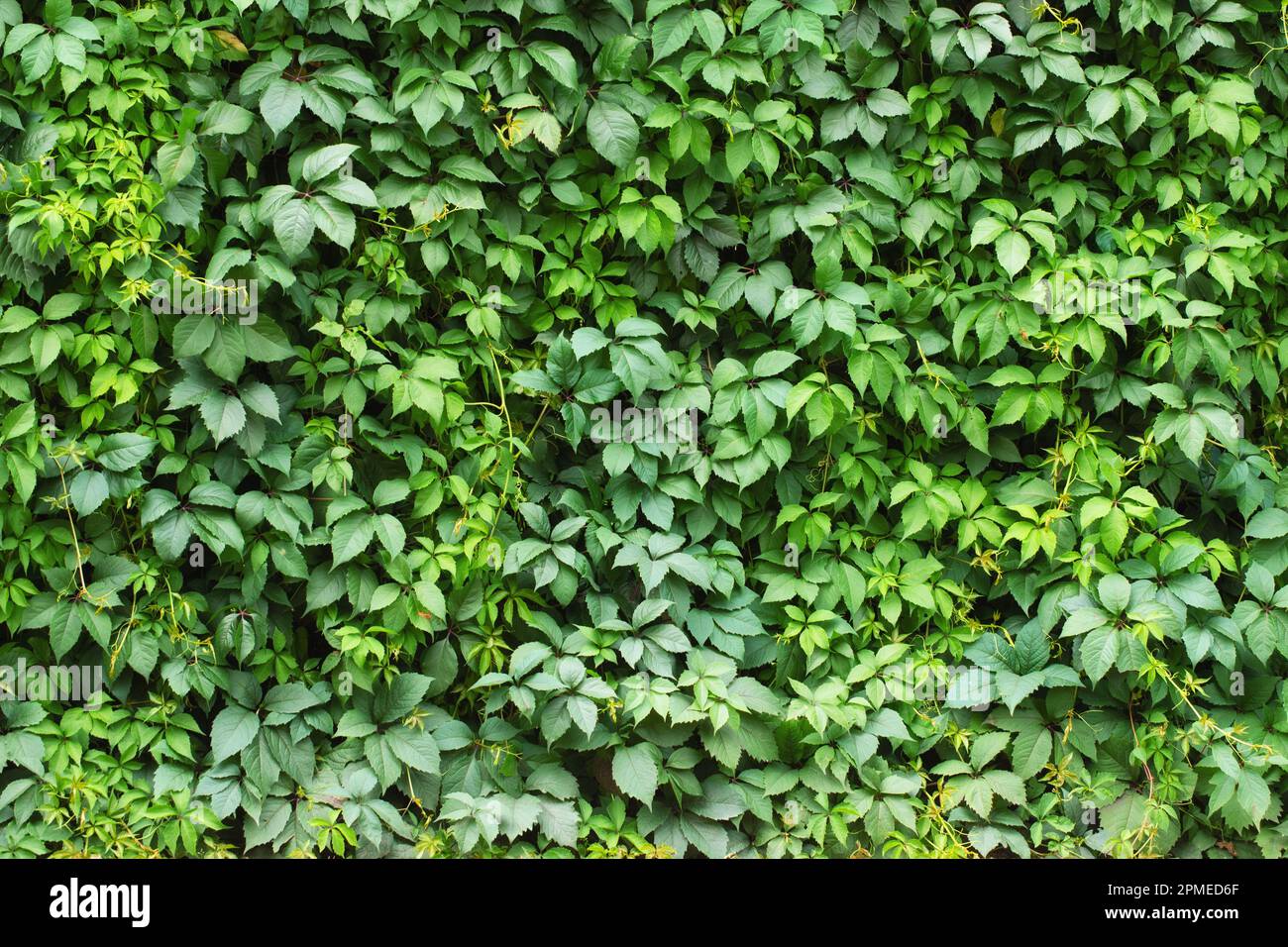 Grnes Efeu Bltter Wand Hintergrund. Natur Textur Pflanzen Stockfotografie  - Alamy