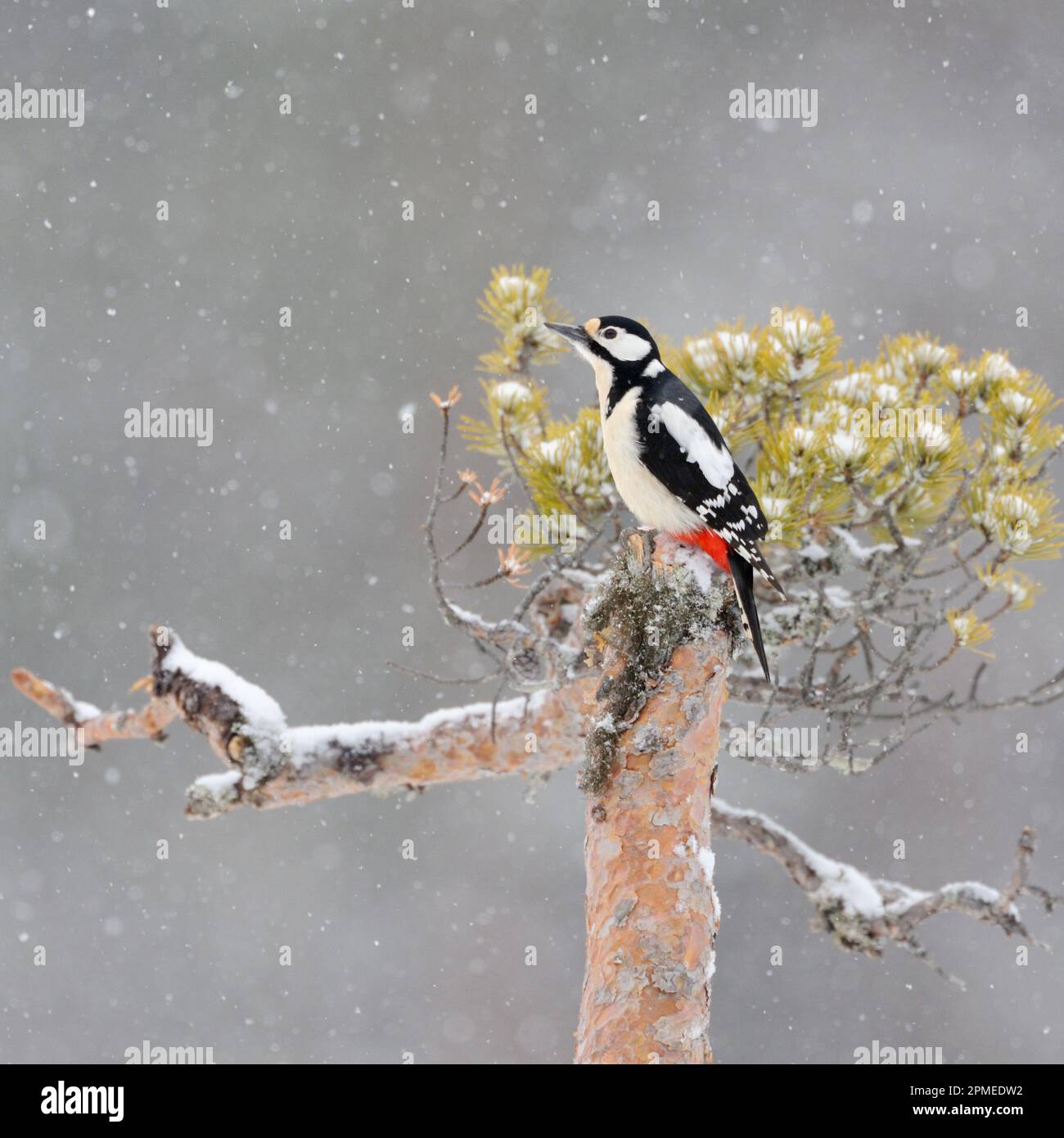 Woodpecker/Buntspecht ( Dendrocopos Major ) hoch oben auf einer Kiefer im Winter, herabfallender Schnee, Wildtiere, Europa. Stockfoto