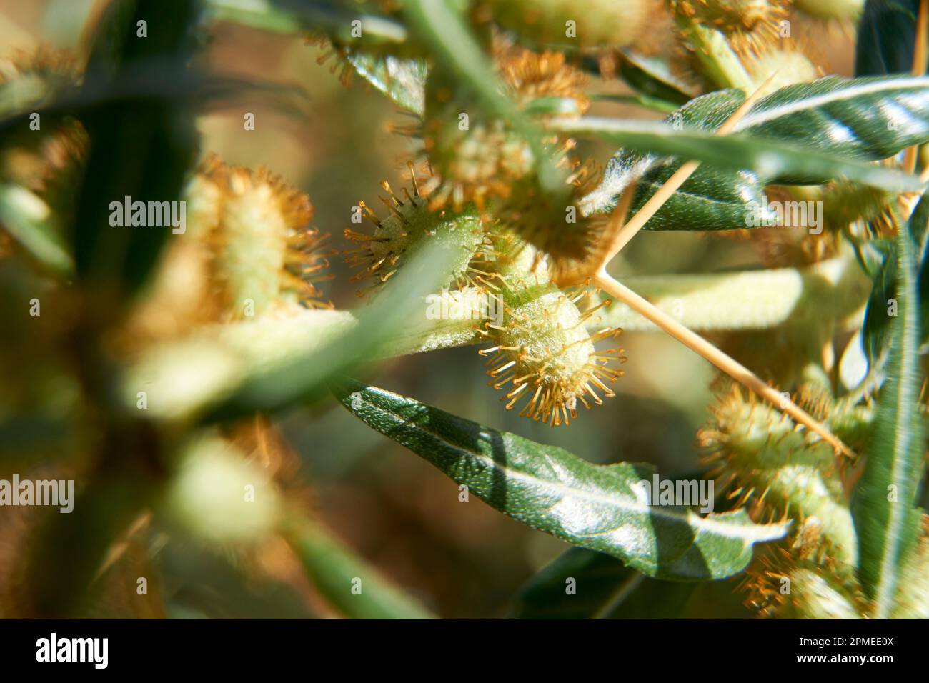 Makrobilder von Bathurst Burr oder Xanthium spinosum an einem eingeführtem invasiven Unkrautschädling. Stockfoto