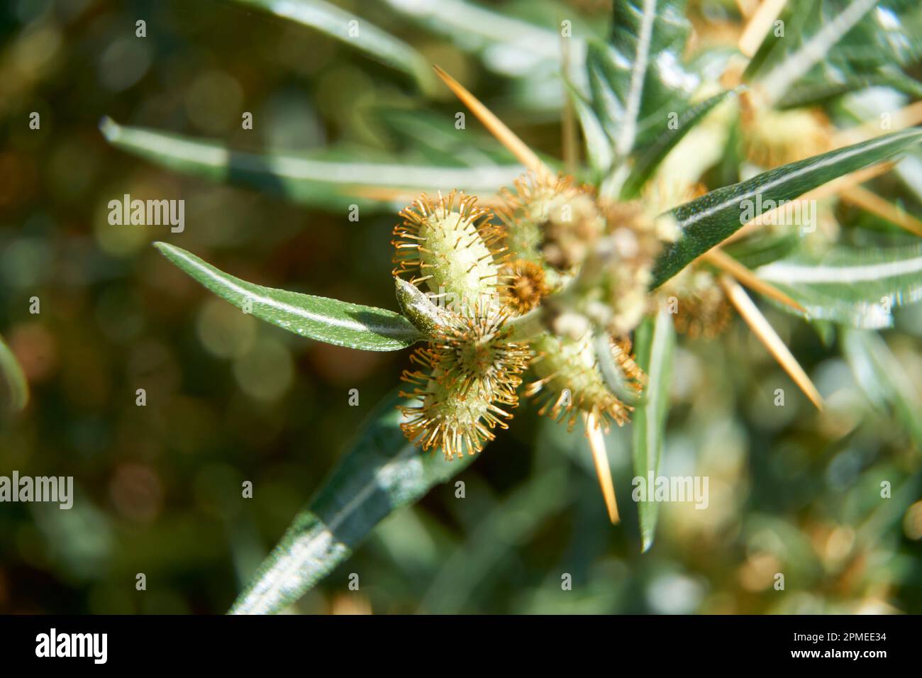 Makrobilder von Bathurst Burr oder Xanthium spinosum an einem eingeführtem invasiven Unkrautschädling. Stockfoto