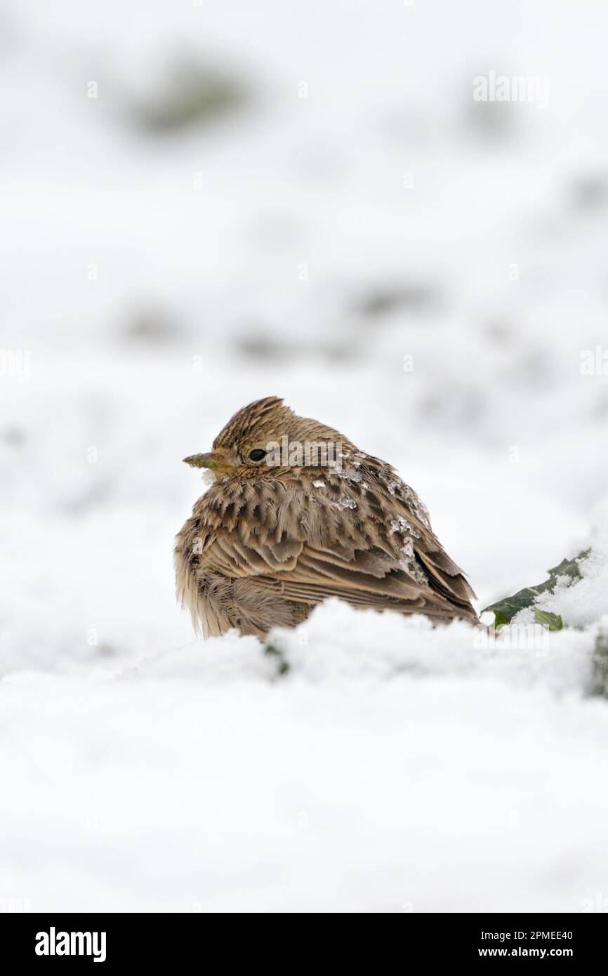 Skylark/Feldlerche (Alauda arvensis) im Schnee, fluffed, Einfrieren, späten Wintereinbruch, Wildlife, Europa. Stockfoto