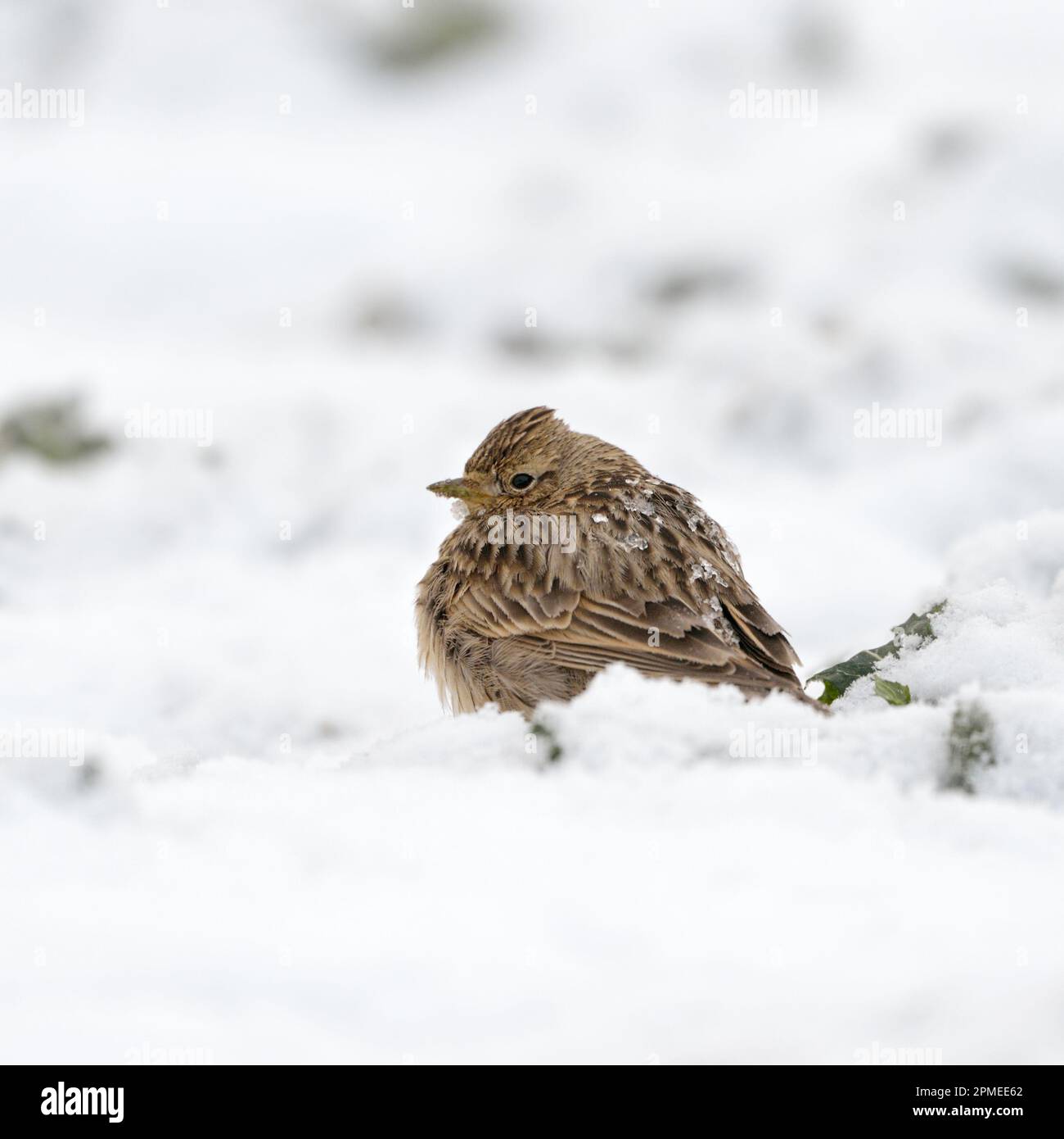 Skylark/Feldlerche (Alauda arvensis) im Schnee, fluffed, Einfrieren, späten Wintereinbruch, Wildlife, Europa. Stockfoto