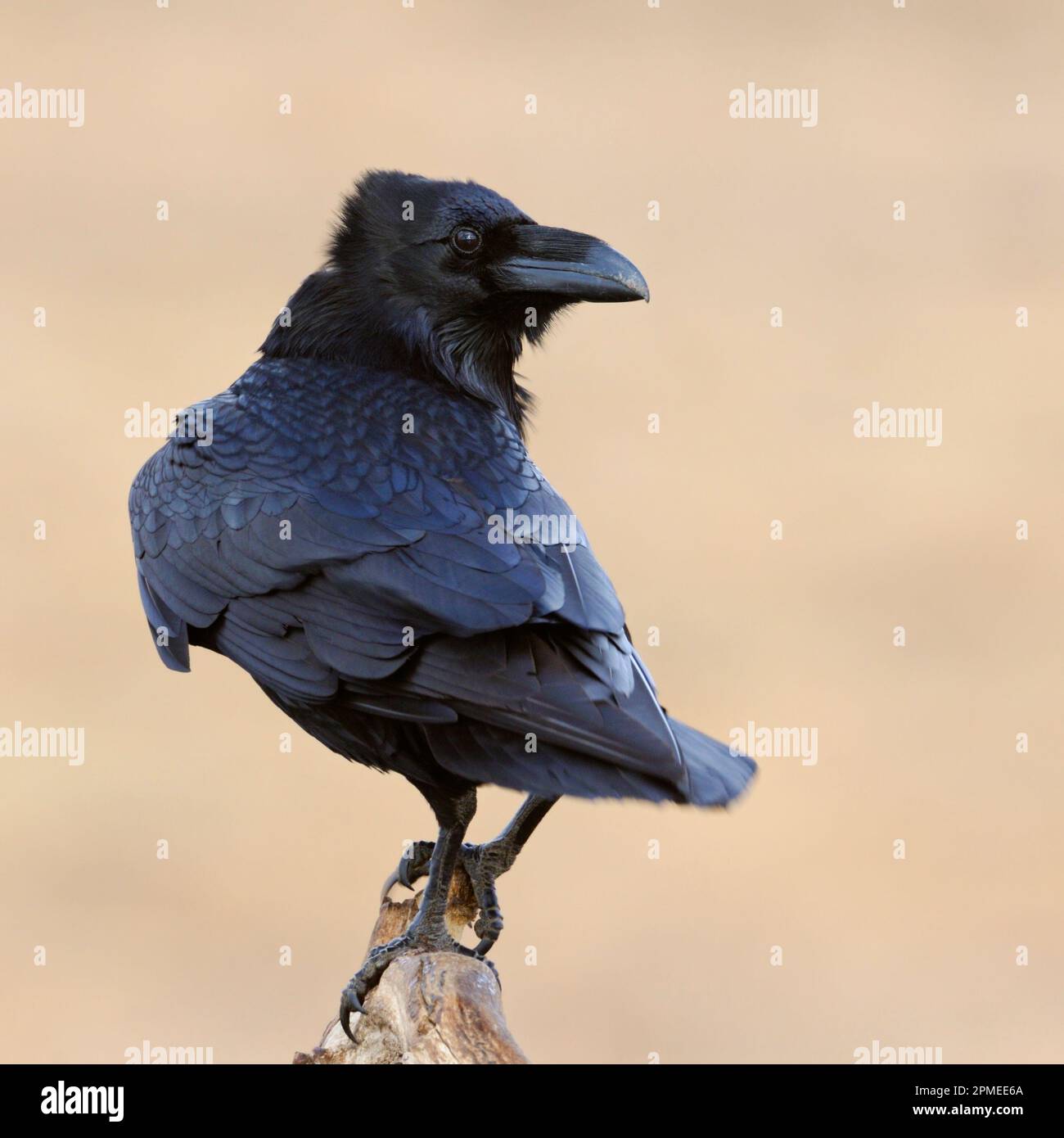 Gewöhnlicher Rabe / Kolkrabe ( Corvus Corax ) in perfektem Licht, hoch oben auf einem Ast, beobachten zurück über seine Schulter, schönes schimmerndes Gefieder, Wildtiere, EU Stockfoto