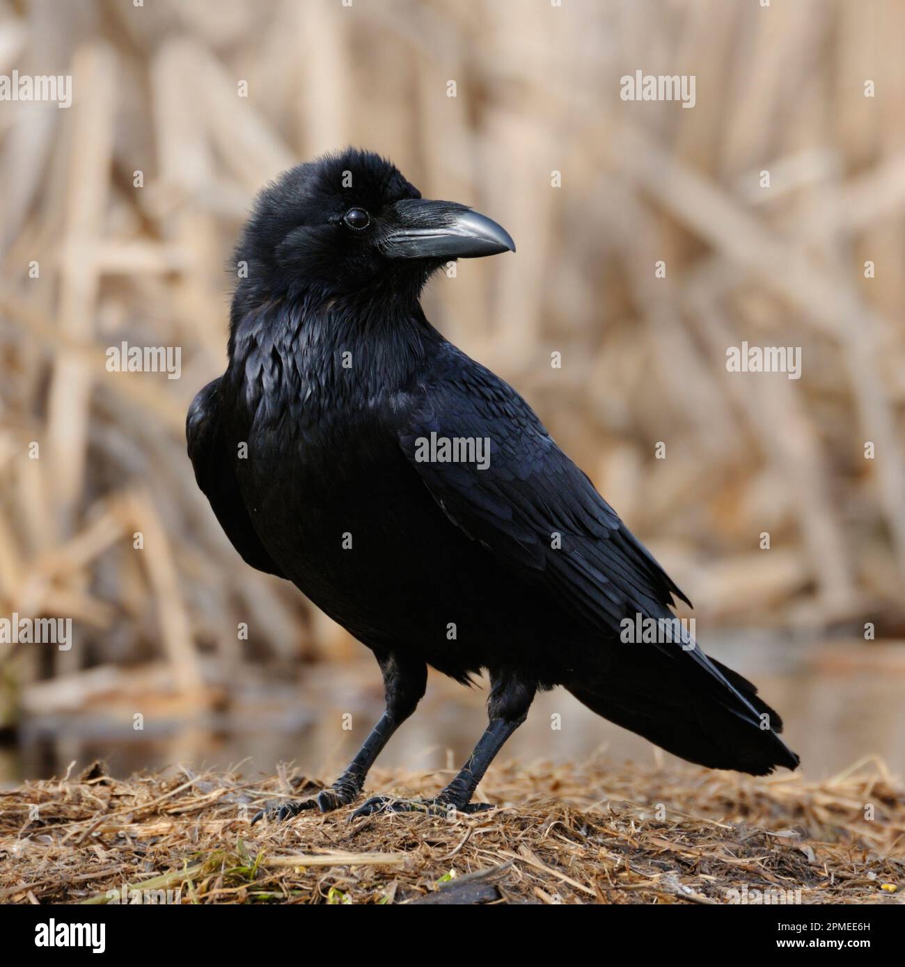 Gemeinsame Raven/Kolkrabe (Corvus Corax) auf dem Boden gehockt, in der Nähe detaillierte, schwarz glänzende Gefieder, aufmerksam beobachten, Wildlife, Europa. Stockfoto