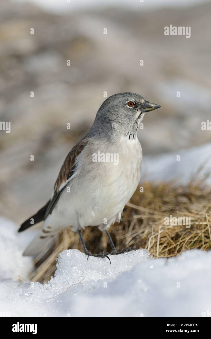 Schneefink / Schneesperling ( Montifringilla nivalis ) in schneebedeckten Lebensräumen, Anfang Frühling, Tierwelt, Europa. Stockfoto