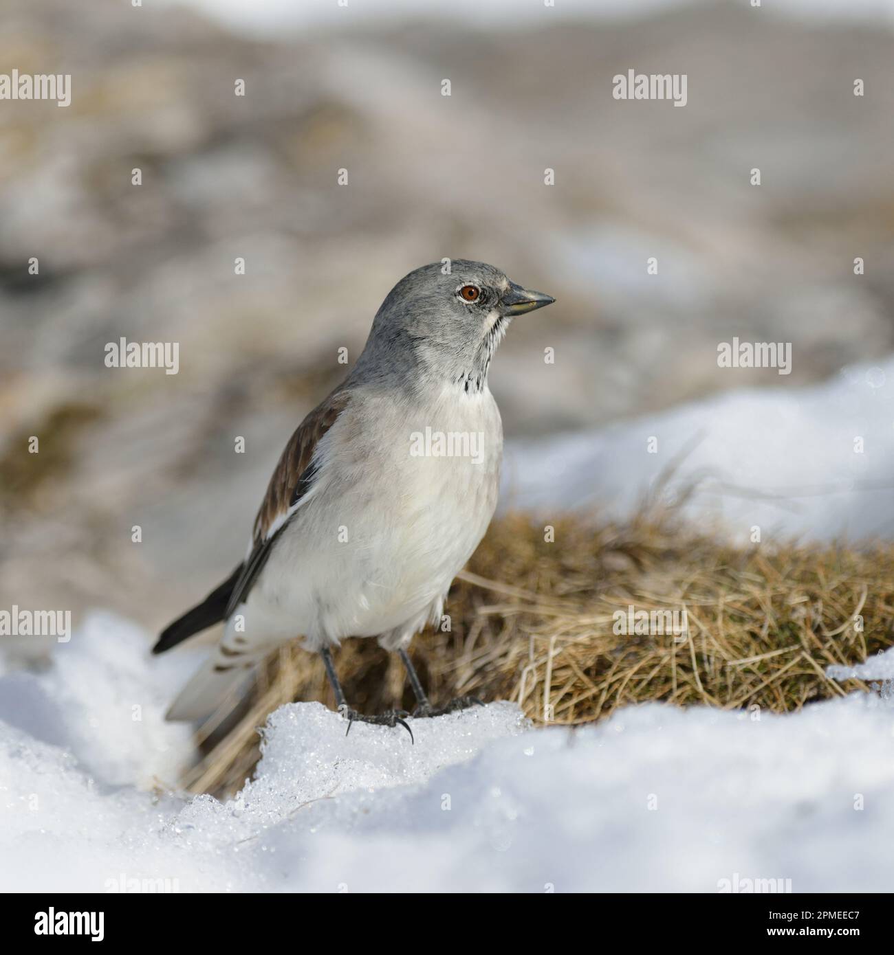 Schneefink / Schneesperling ( Montifringilla nivalis ) in schneebedeckten Lebensräumen, Anfang Frühling, Tierwelt, Europa. Stockfoto