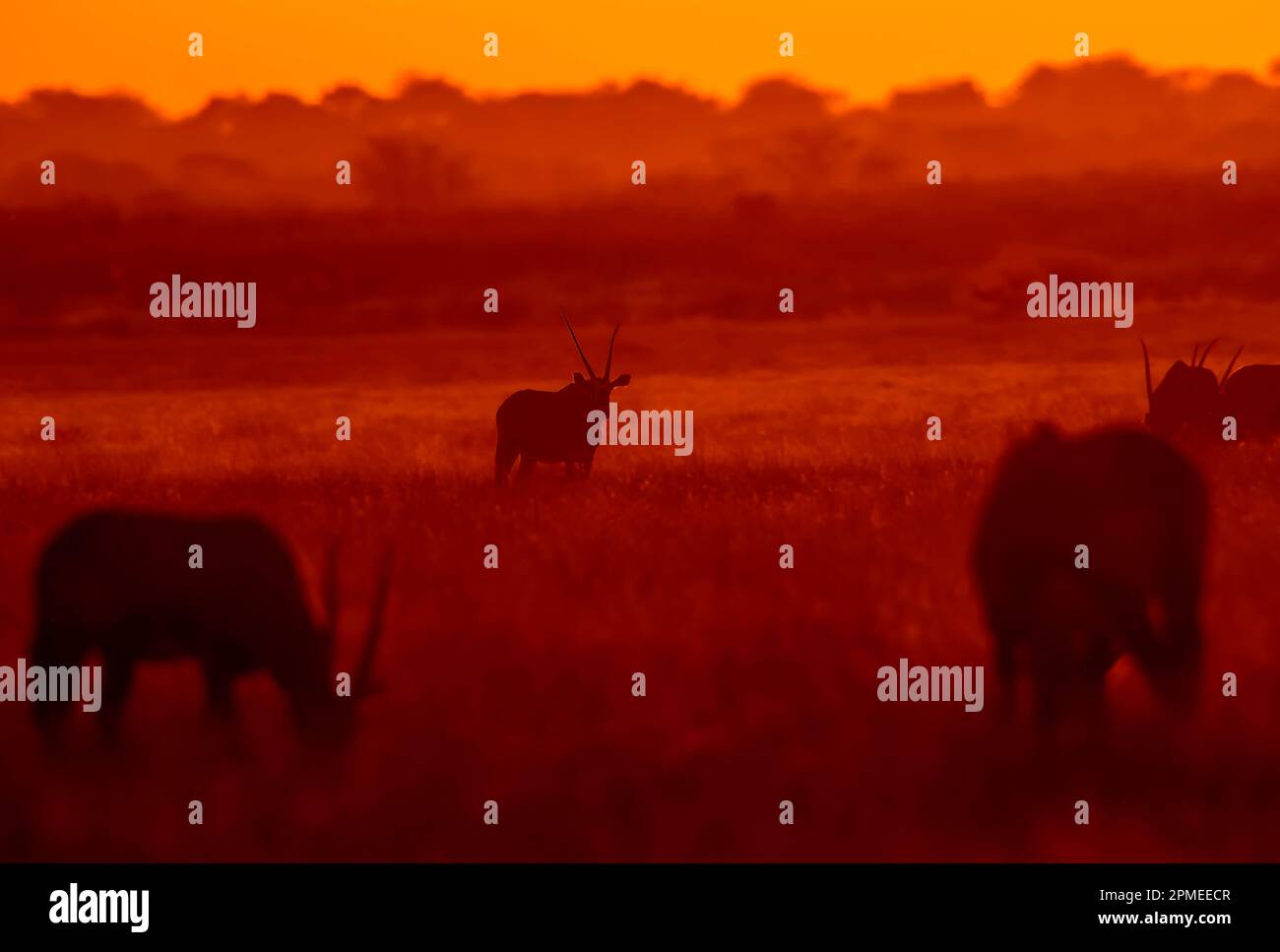 Gemsbok Antilope bei Sonnenuntergang, Central Kalahari Wildreservat, Botsuana Stockfoto