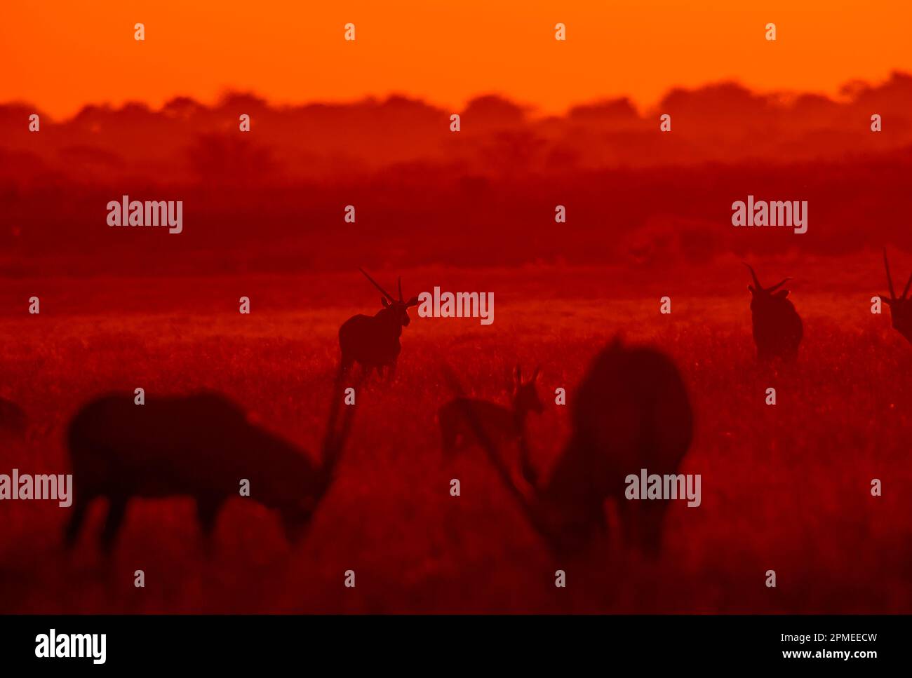 Gemsbok Antilope bei Sonnenuntergang, Central Kalahari Wildreservat, Botsuana Stockfoto