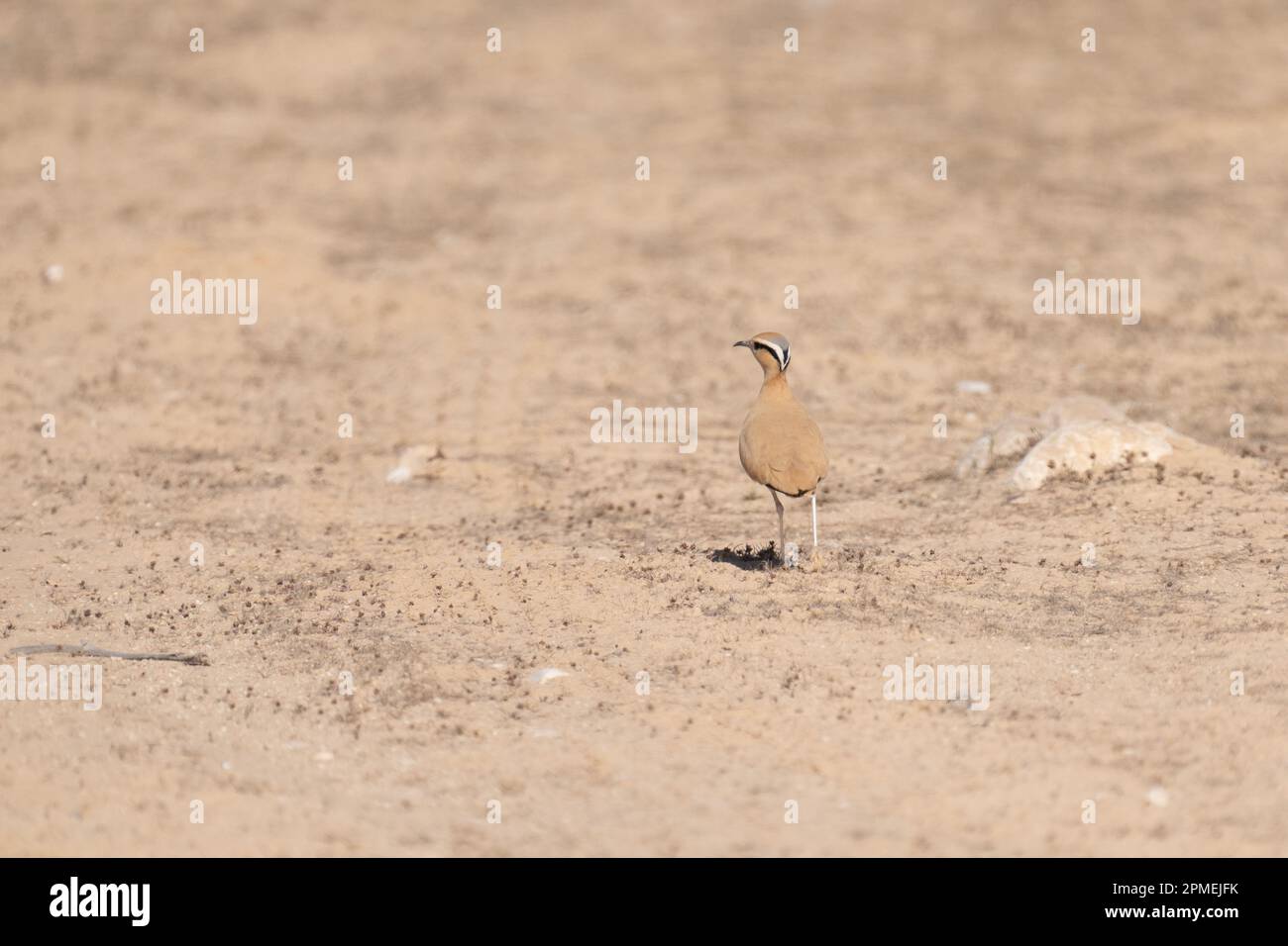 Der cremefarbene Kurier (Cursorius Cursor) ist eine Wader der Familie der Pratzen und Kuriere, Glareolidae. Im Oktober in Israel fotografiert Stockfoto