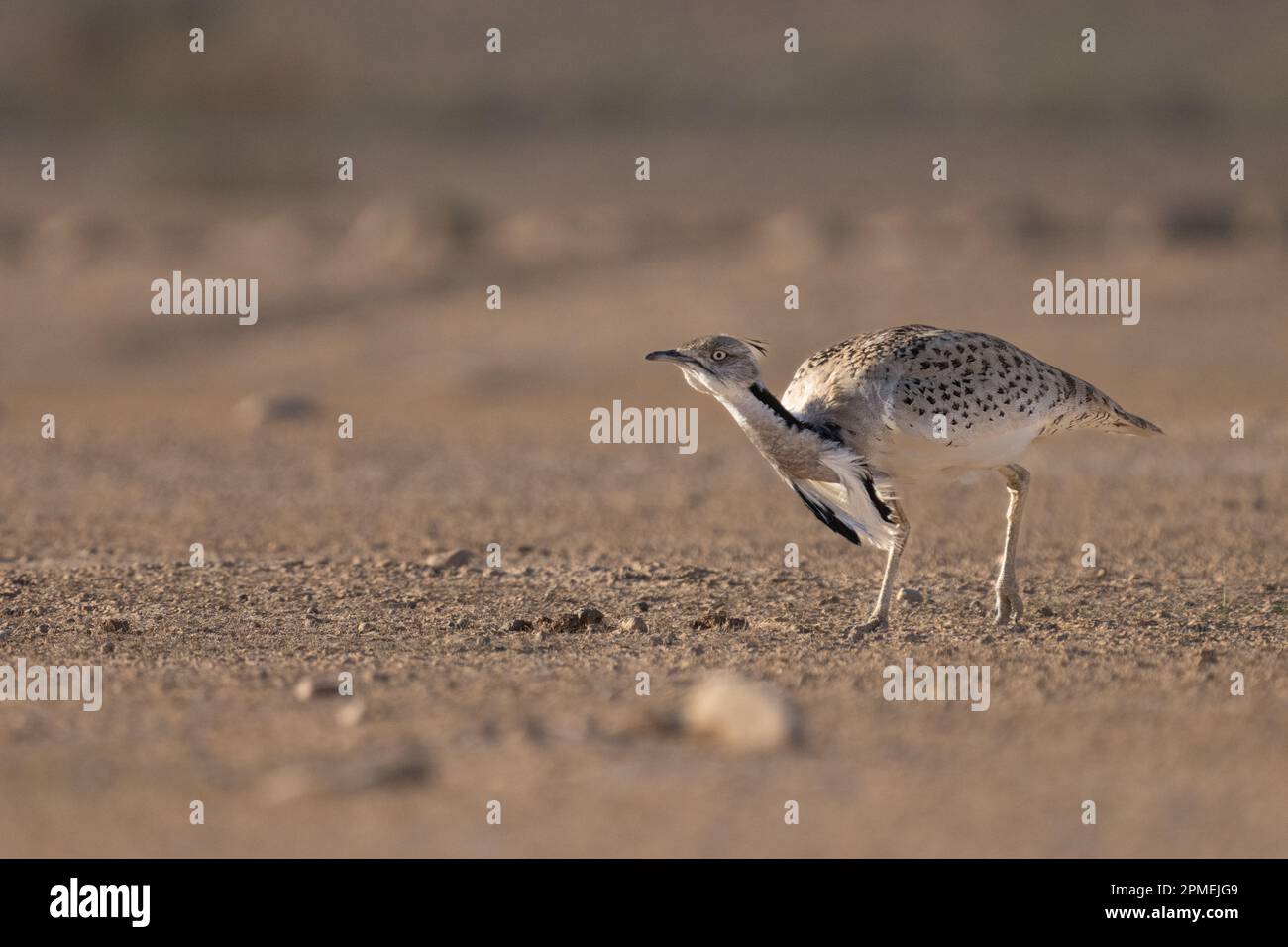 Die Brautwerbung einer männlichen MacQueen-Trappe (Chlamydotis macqueenii) الحُبَارَى الآسِيَوِيّ ist ein großer Vogel in der Trappenfamilie. Es ist nativ für Stockfoto