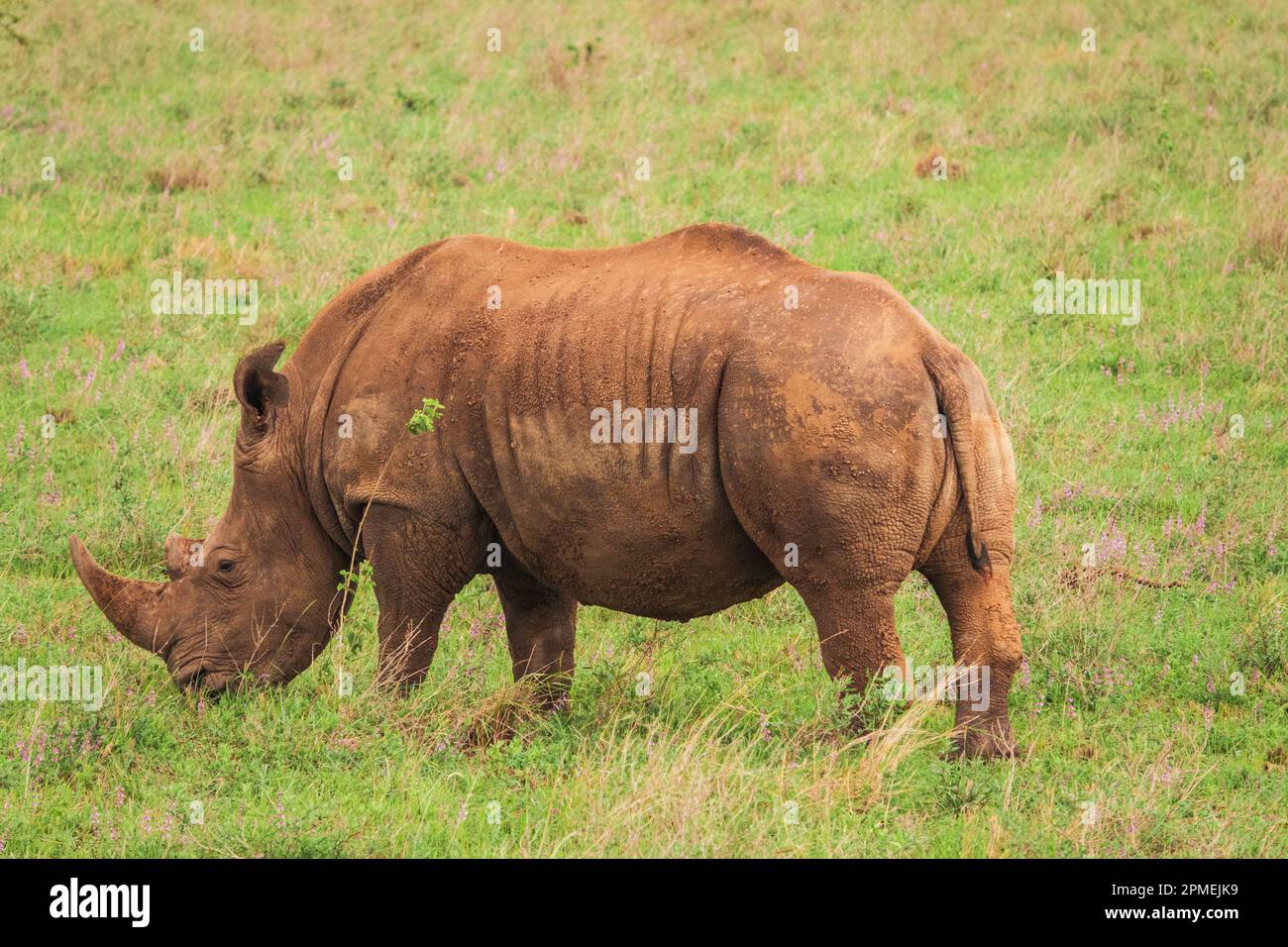 Ein Porträt einer Weibchen Weißes Nashorn, das in freier Wildbahn im Nairobi-Nationalpark, Kenia, weidet Stockfoto