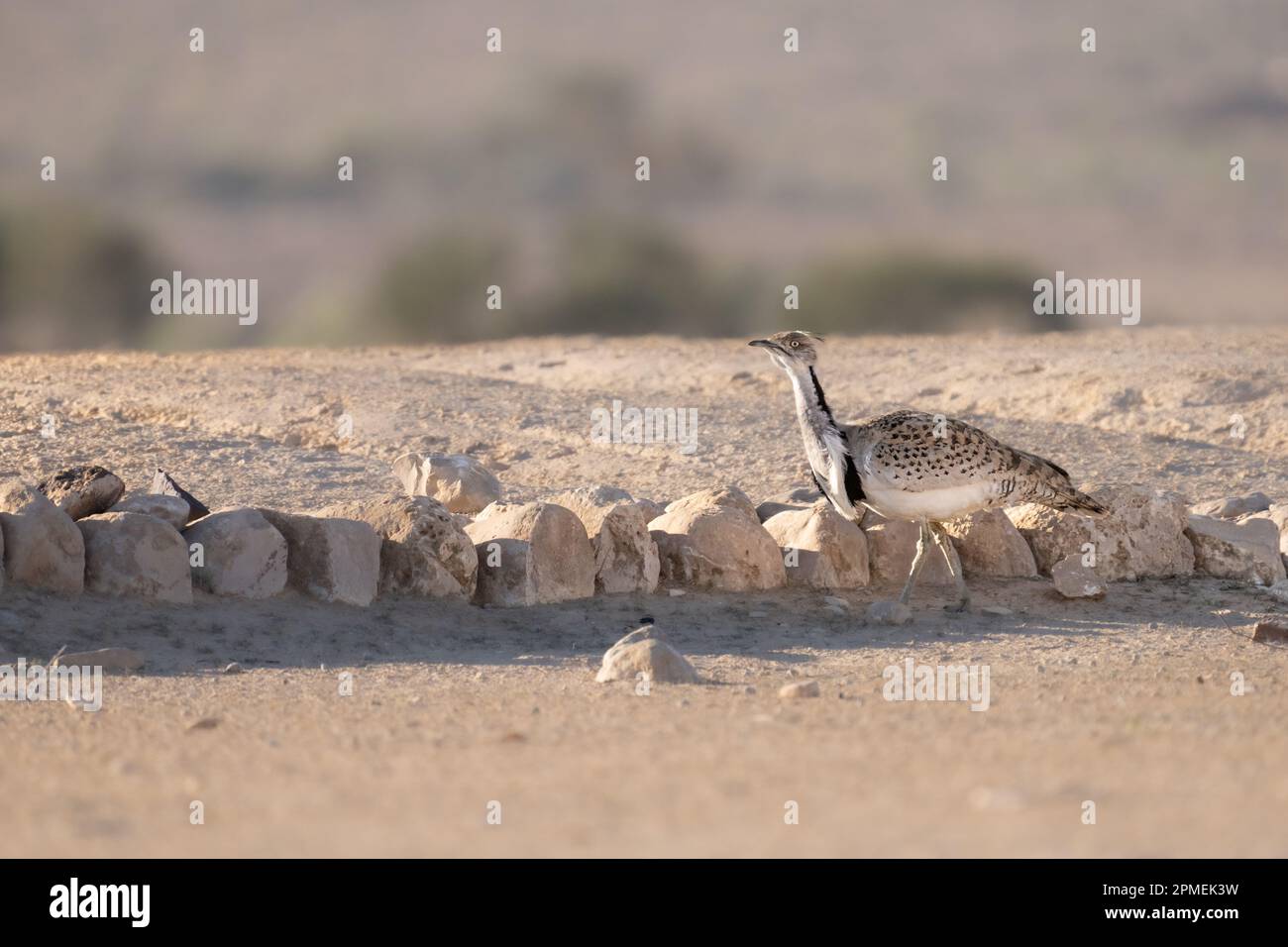 Die Brautwerbung einer männlichen MacQueen-Trappe (Chlamydotis macqueenii) الحُبَارَى الآسِيَوِيّ ist ein großer Vogel in der Trappenfamilie. Es ist nativ für Stockfoto