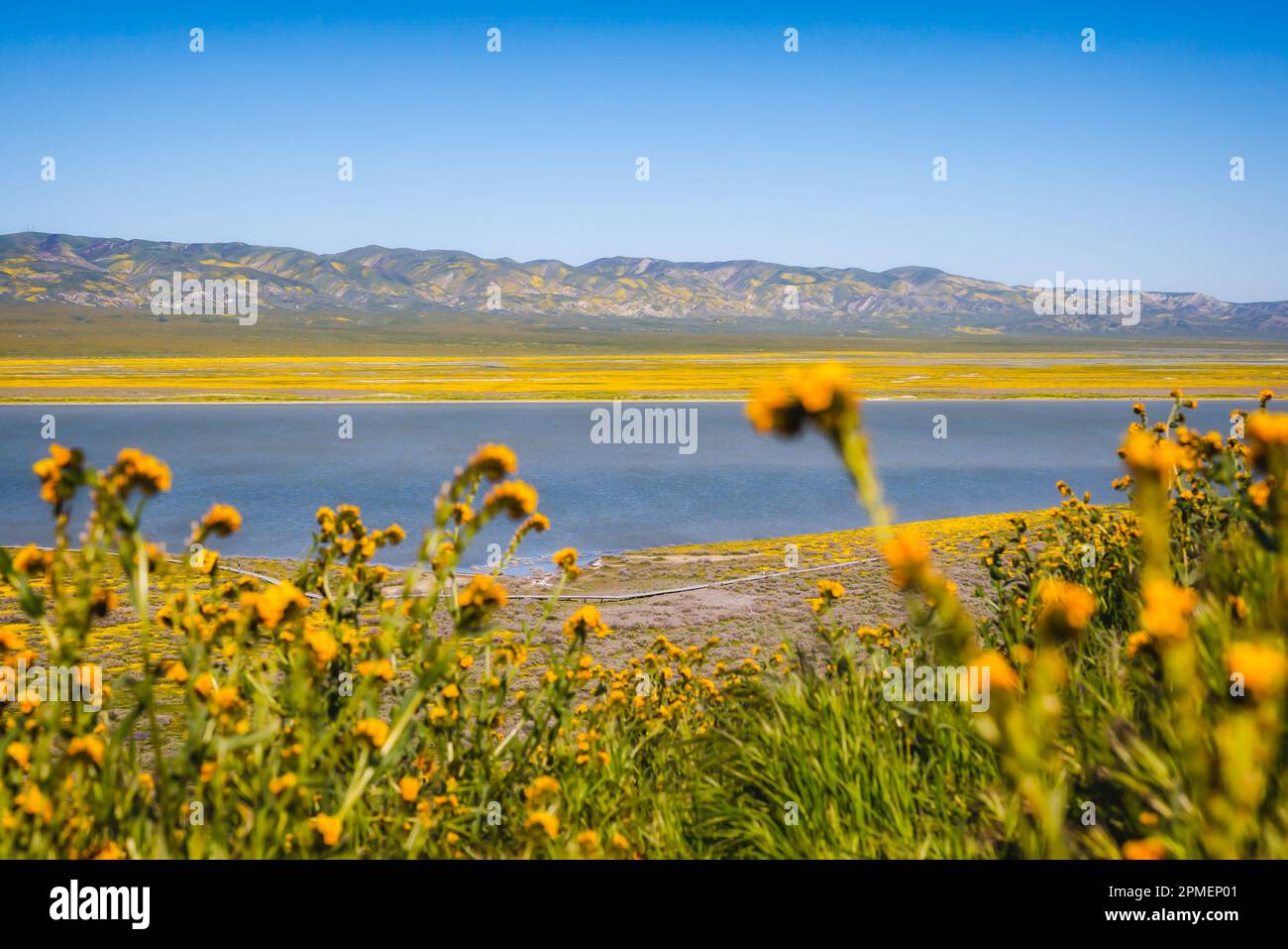 Wildblumen blühen im Carrizo Plain National Monument, Kalifornien Stockfoto