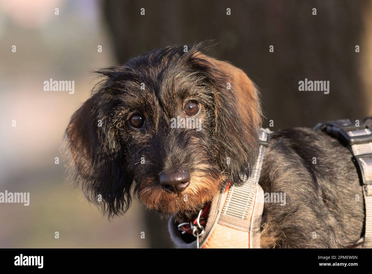 Süßes Dackelgesicht mit Drahthaaren, das in die Kamera schaut, Hundeporträt Stockfoto