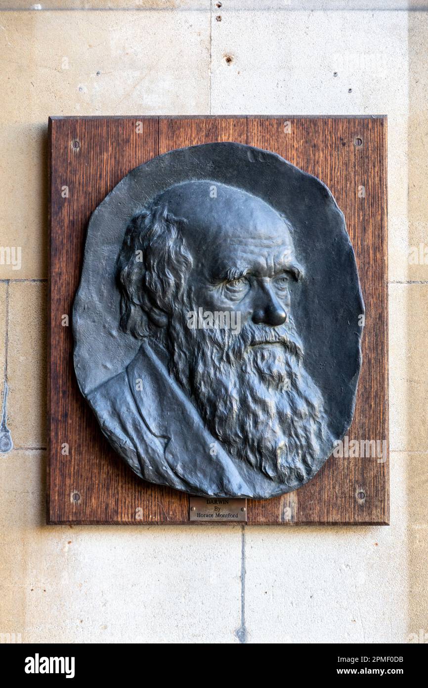 Plakette von Charles Darwin am Eingang zum Christ's College, Cambridge, Cambridgeshire, Großbritannien Stockfoto