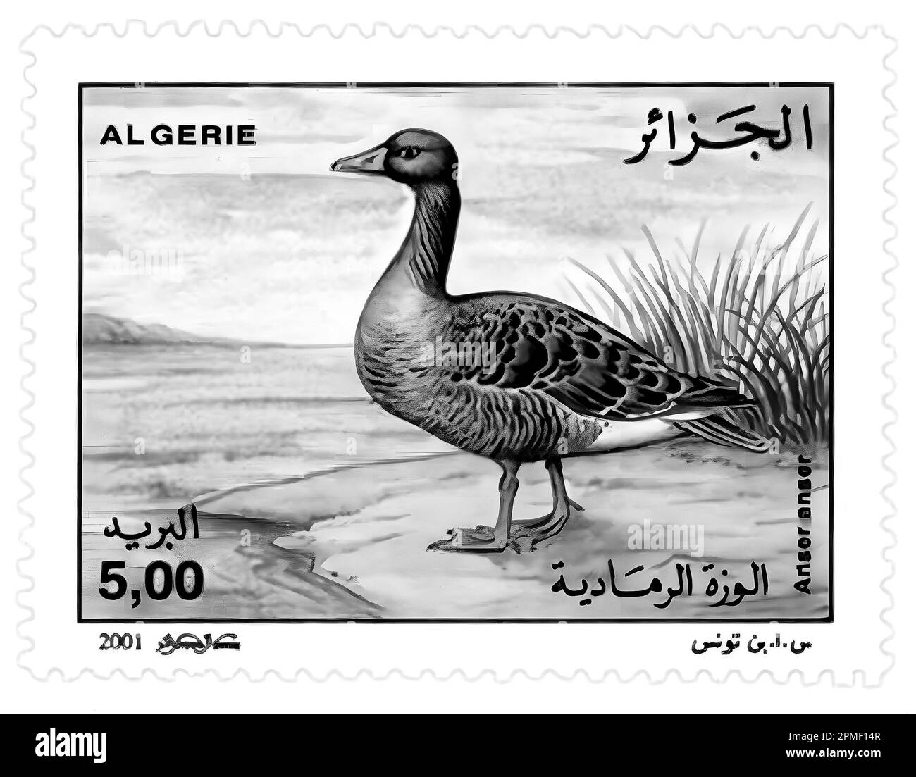 Briefmarkenabdruck in Algier, Französisch-Algerien, Gans, Fauna Stockfoto