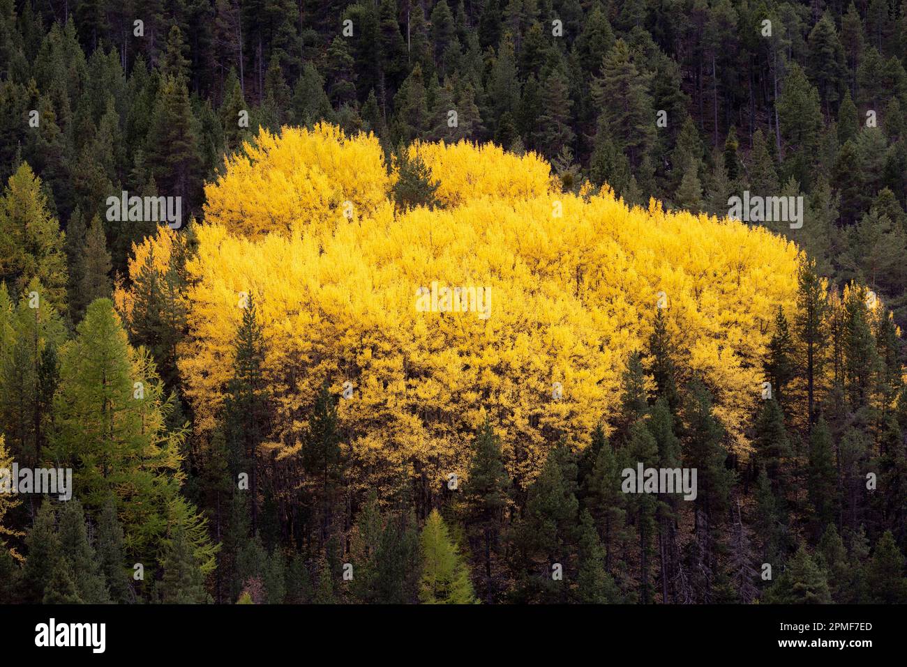 Frankreich, Hautes-Alpes, Cervieres am Fuße von Col d'Izoard, Herbstfarbe auf Harthölzern Stockfoto