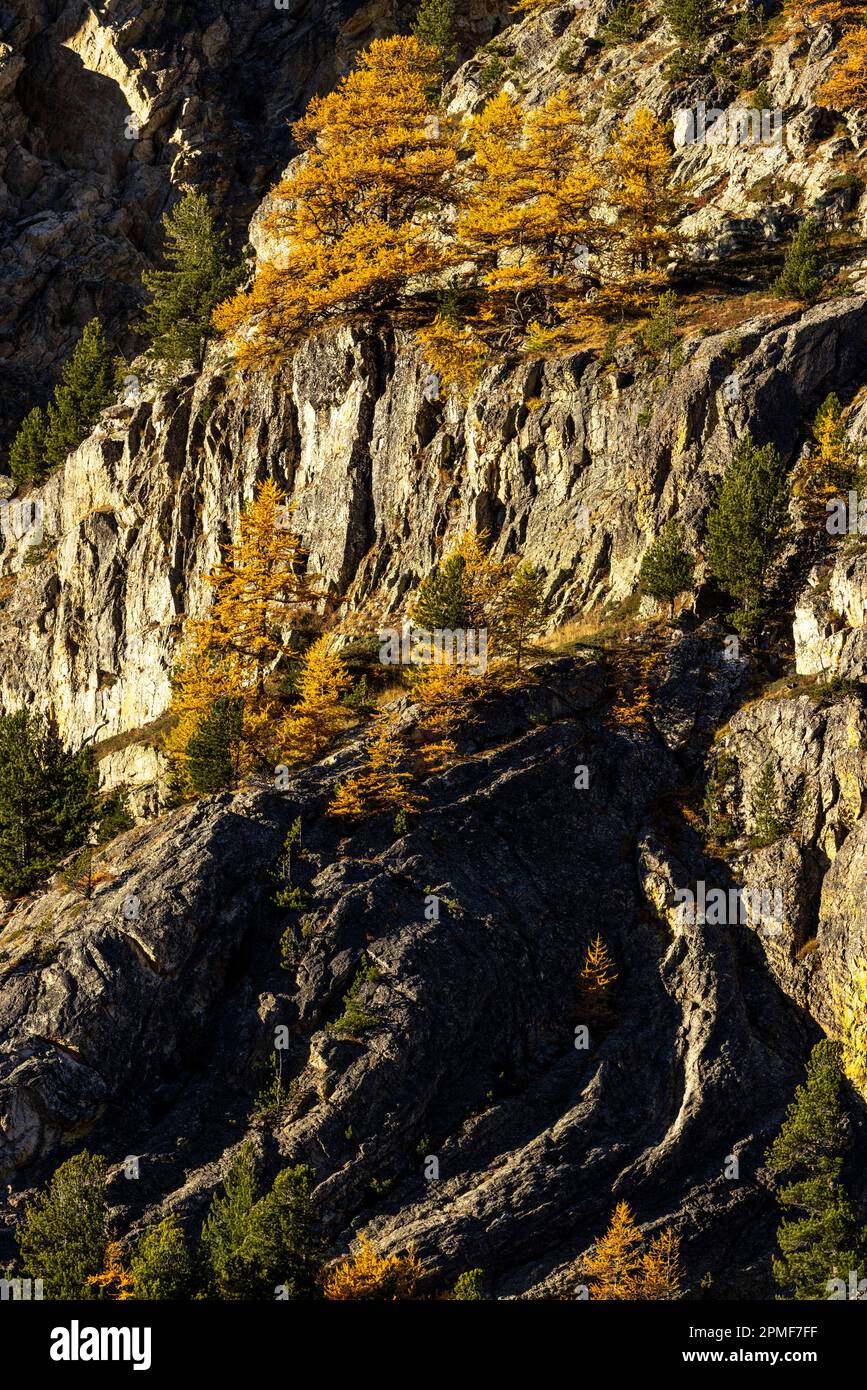 Frankreich, Hautes Alpes, das Massiv Cerces, das Clarée-Tal, Lärchen Stockfoto