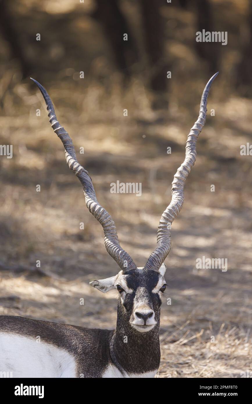 Indien, Gujarat, Bhavnagar, Velavadar Blackbuck-Nationalpark, Blackbuck (Antilope cervicapra) Stockfoto