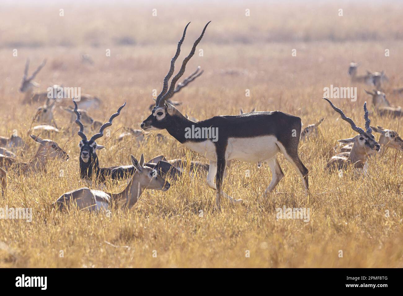 Indien, Gujarat, Bhavnagar, Velavadar Blackbuck-Nationalpark, Blackbuck (Antilope cervicapra) Stockfoto