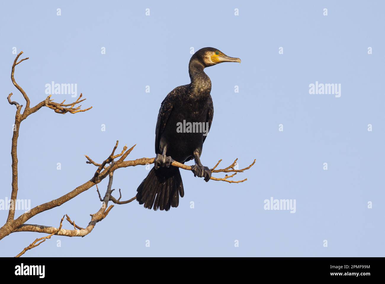Indien, Gujarat, Jamnagar, Lakhota See, großer Kormorant (Phalacrocorax carbo) Stockfoto