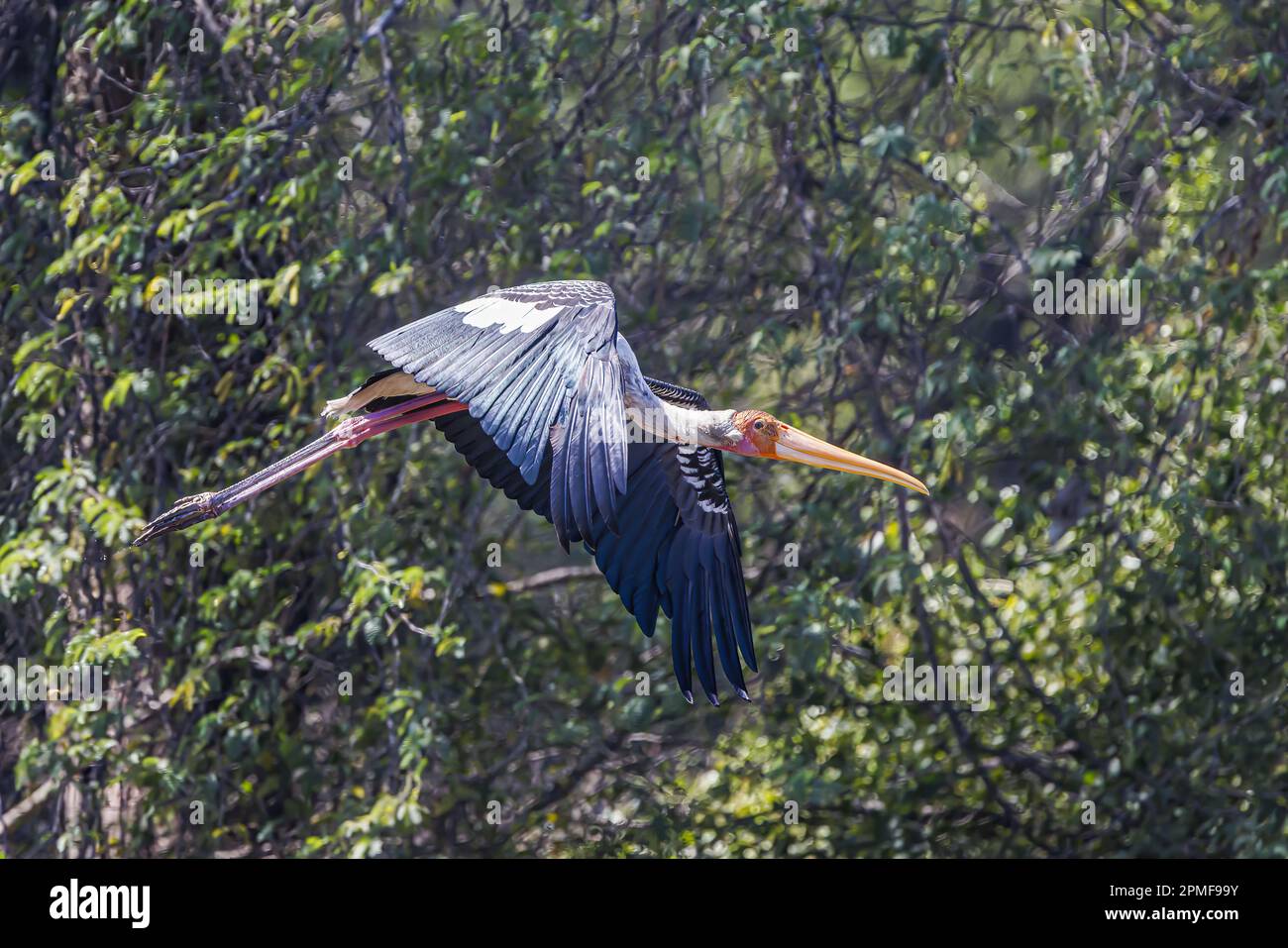 Indien, Gujarat, Jamnagar, Khijadiya Bird Sanctuary, Painted Stork (Mycteria leucocephala) Stockfoto